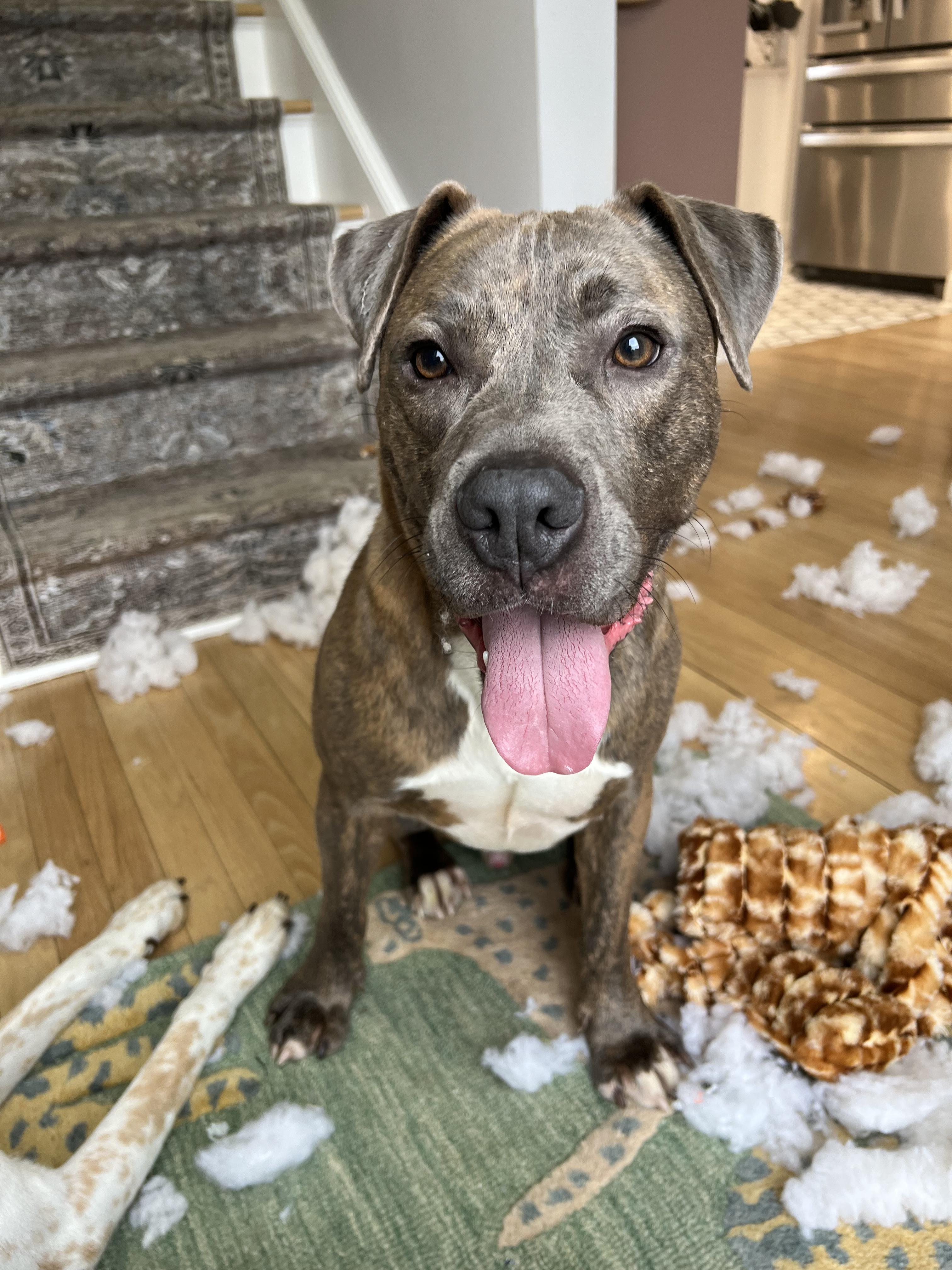 Enlarge Duke, a ADOPTABLE mixed breed in Guilford, CT image 3/6