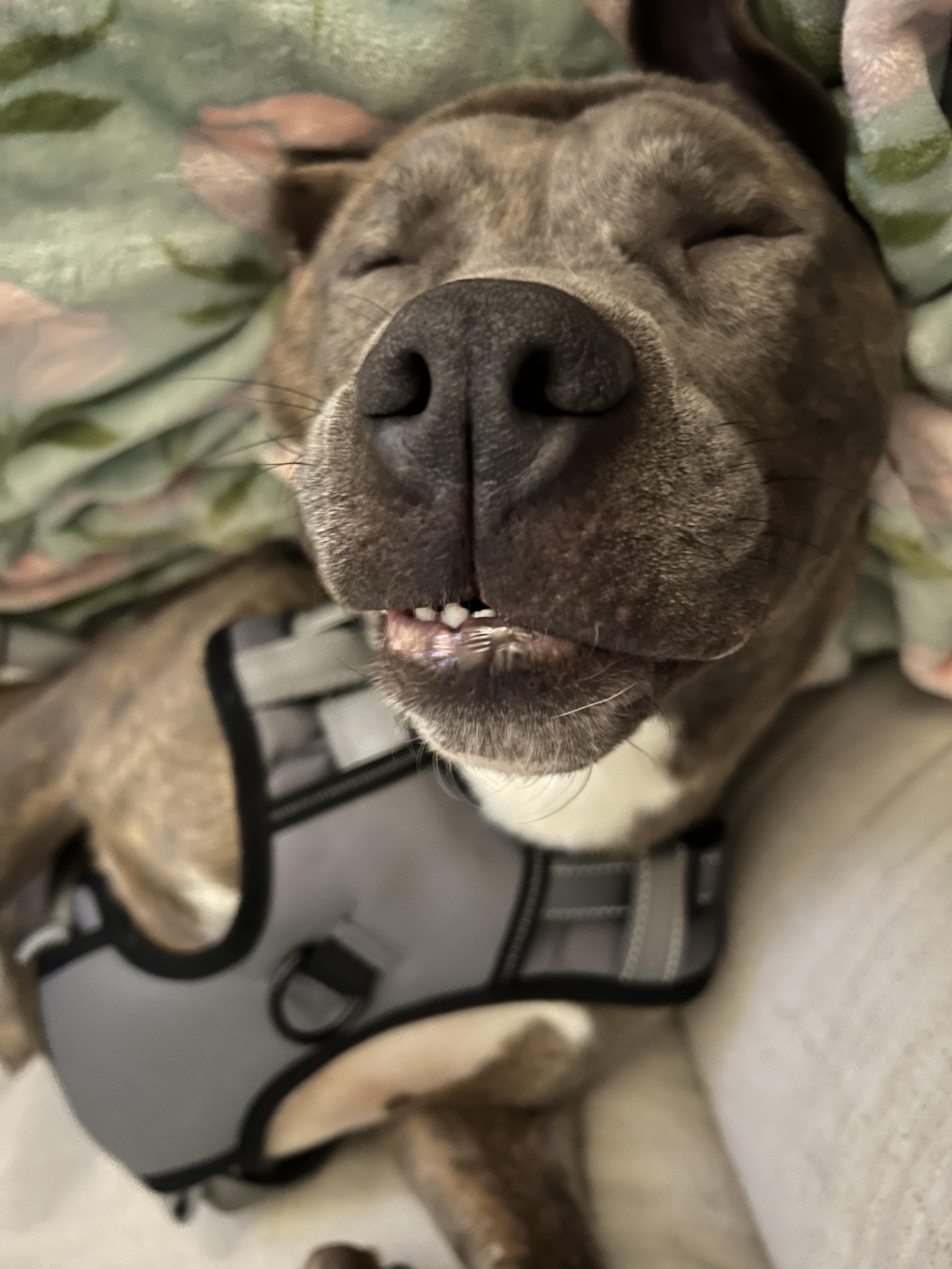 Duke, ADOPTABLE, Adult Male Boxer & Pit Bull Terrier.