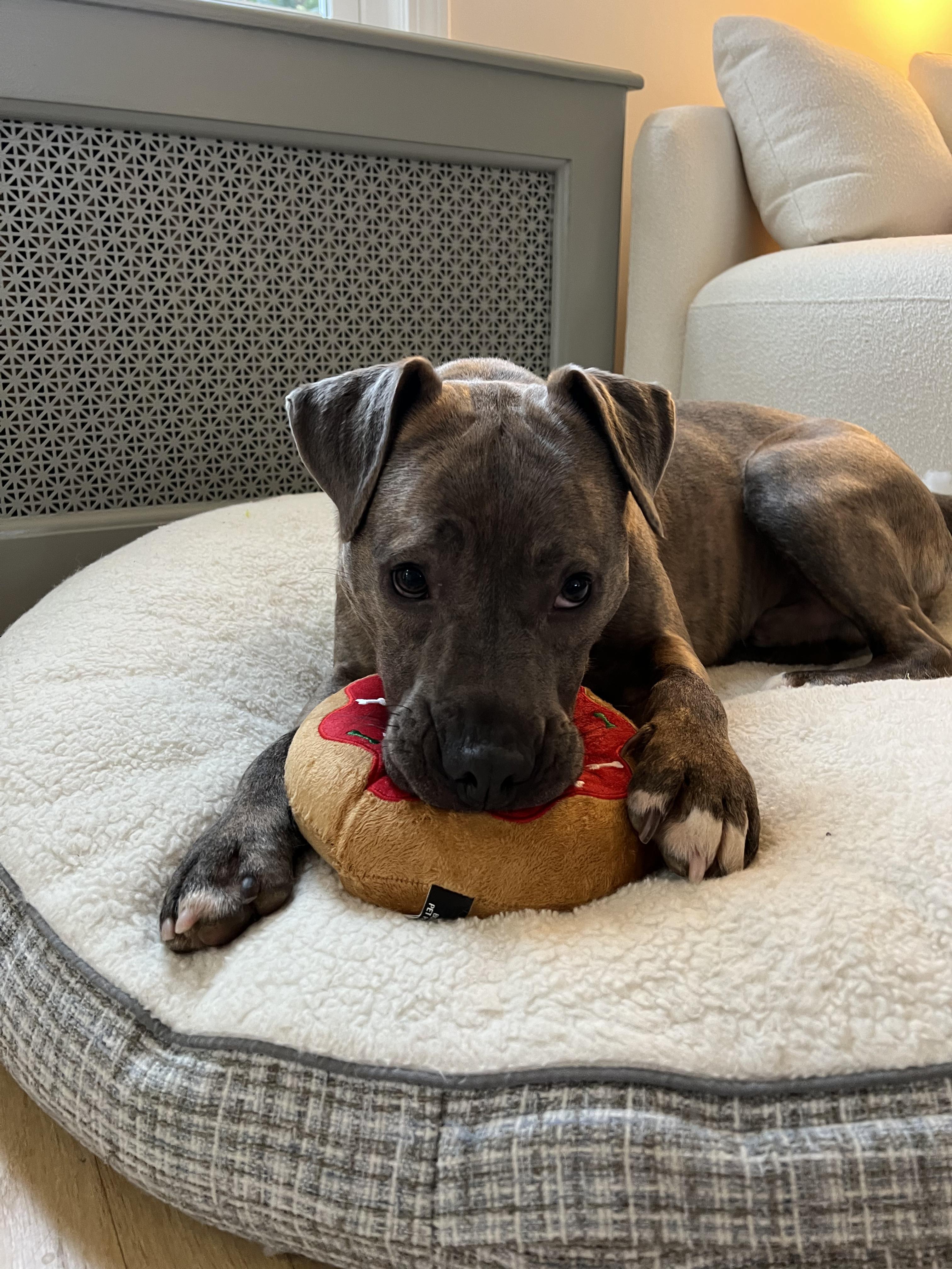 Enlarge Duke, a ADOPTABLE mixed breed in Guilford, CT image 2/6