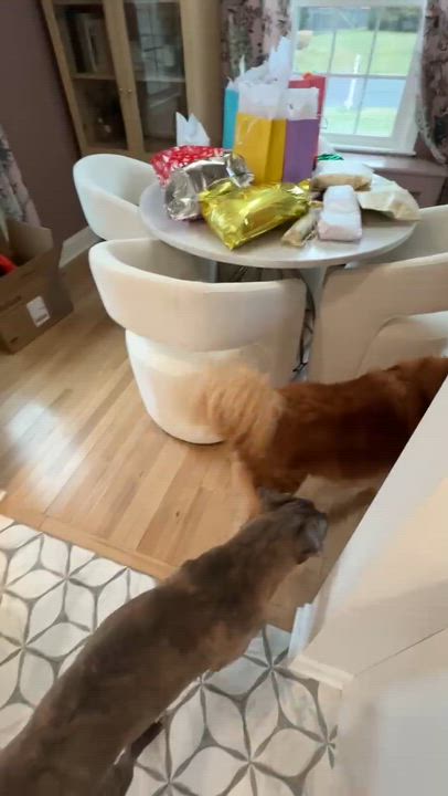 Enlarge Duke, a ADOPTABLE mixed breed in Guilford, CT video 4/6