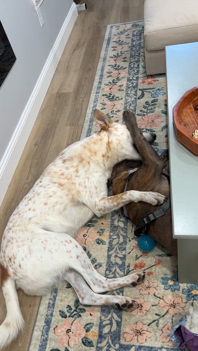 Enlarge Duke, a ADOPTABLE mixed breed in Guilford, CT video 6/6