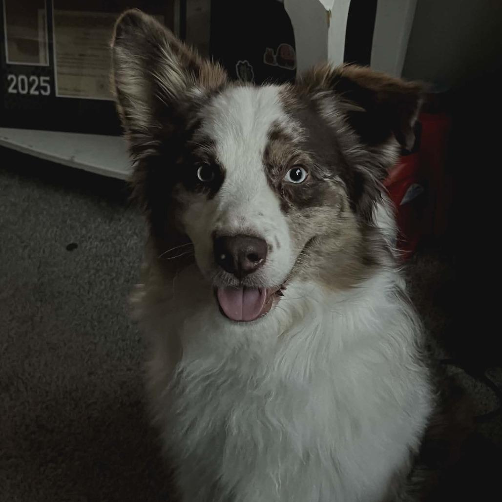 Apollo, Adoptable, Adult Male Australian Shepherd & Australian Shepherd.
