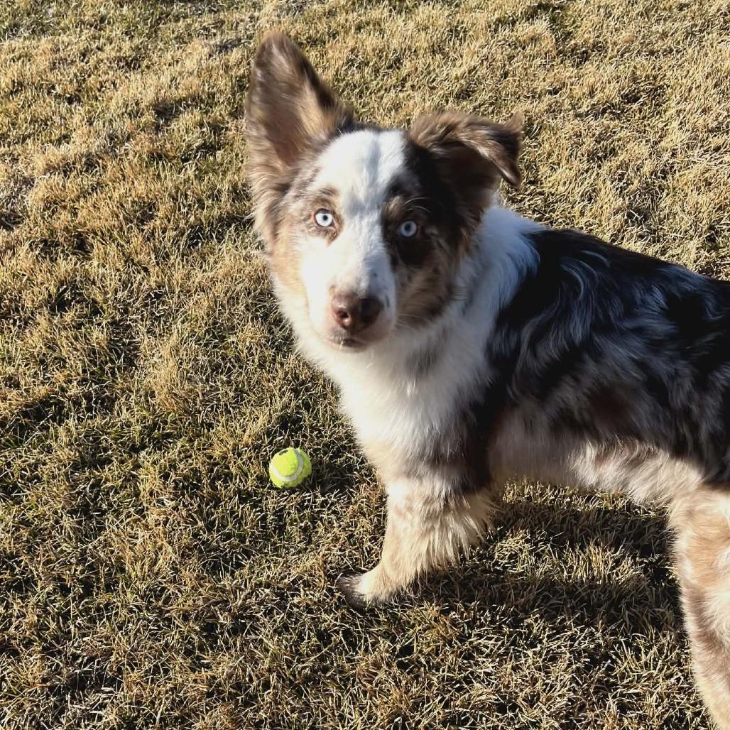 Enlarge Apollo, a Adoptable mixed breed in Ada, MN image 2/5