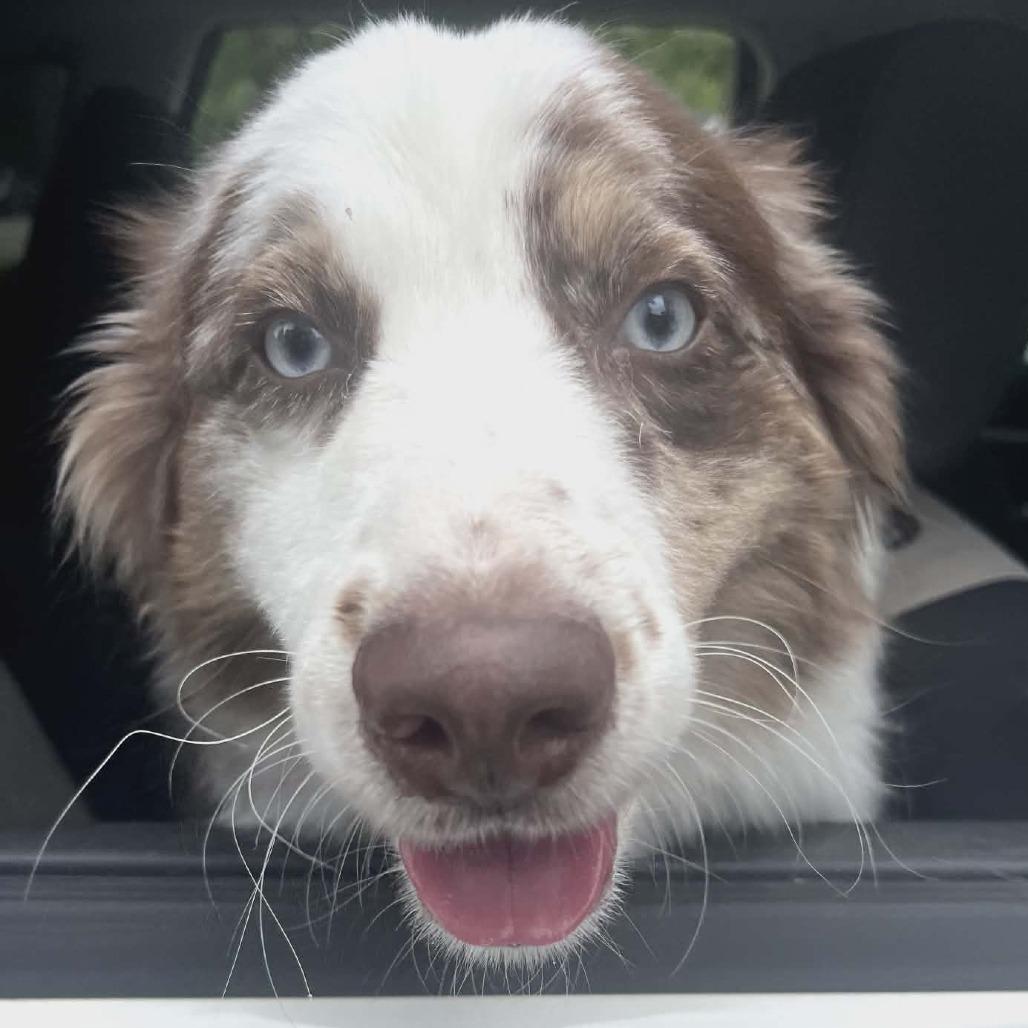 Enlarge Apollo, a Adoptable mixed breed in Ada, MN image 3/5