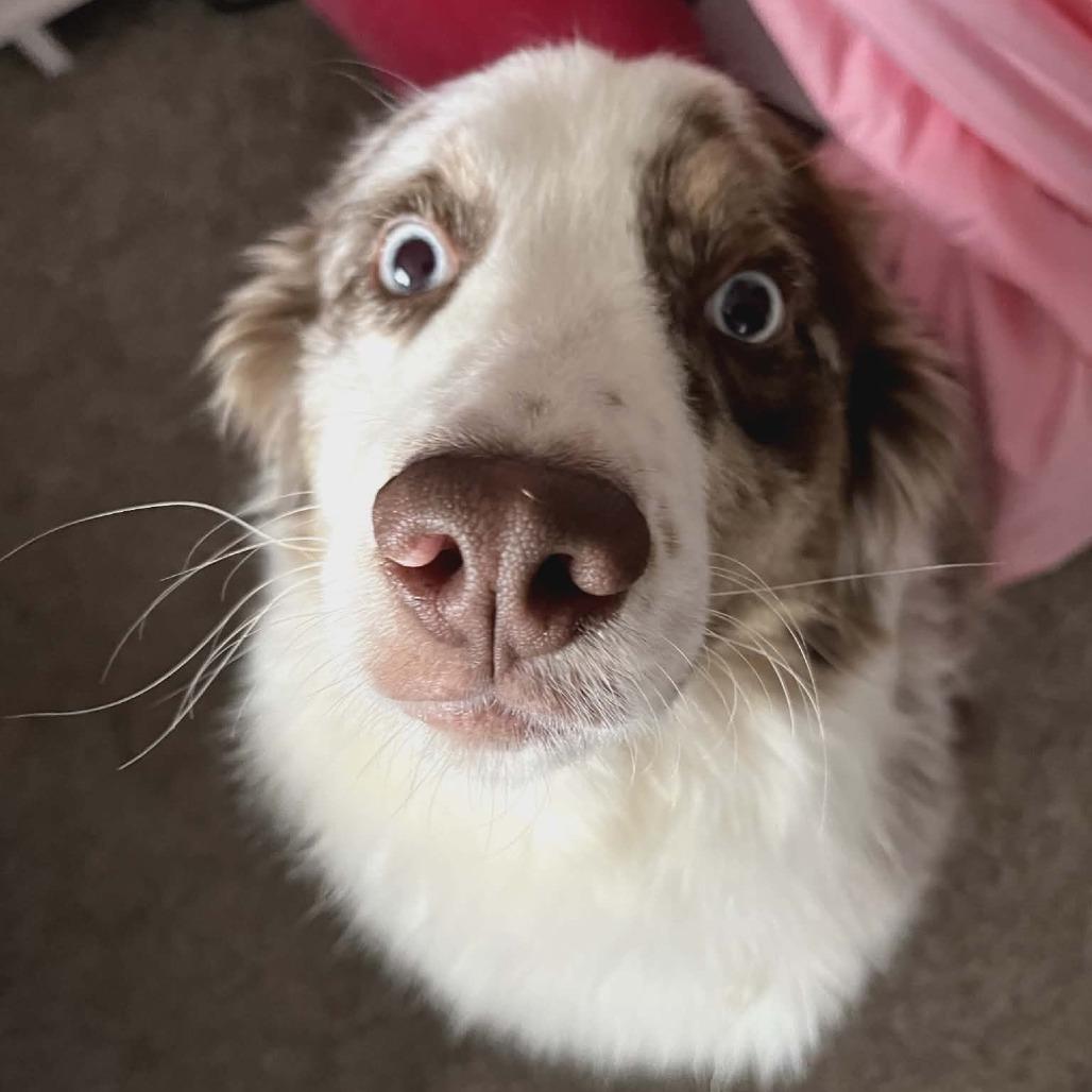 Enlarge Apollo, a Adoptable mixed breed in Ada, MN image 4/5