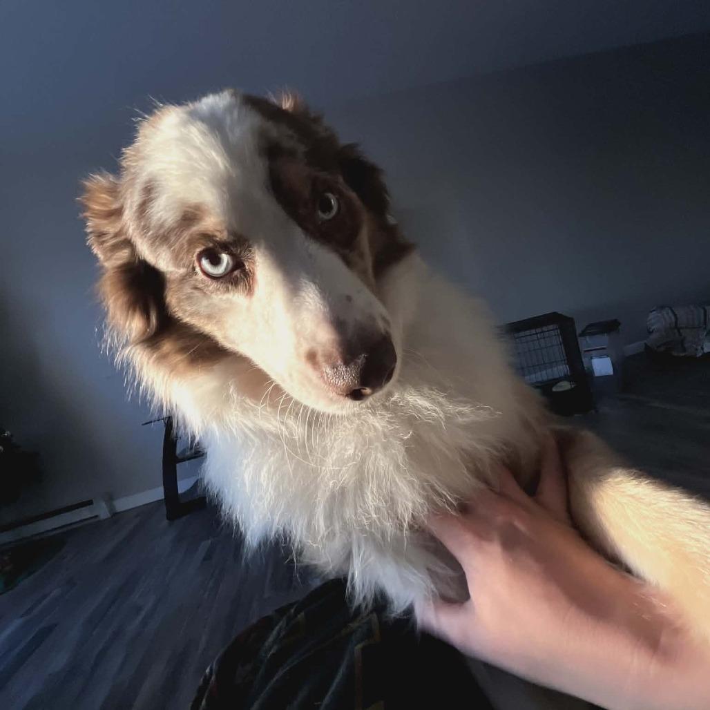 Enlarge Apollo, a Adoptable mixed breed in Ada, MN image 5/5