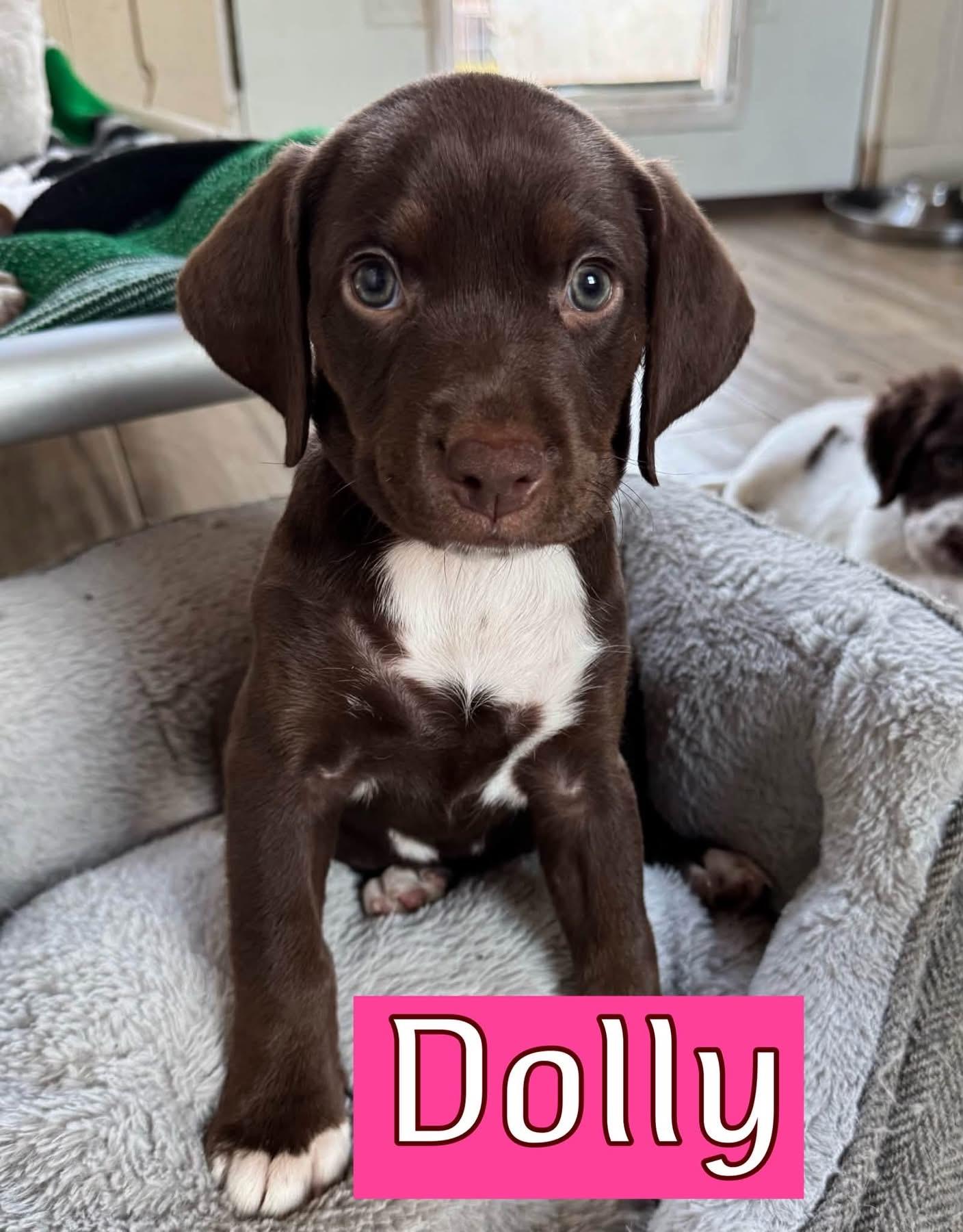 Dolly, Adopted, Puppy Female Pointer.