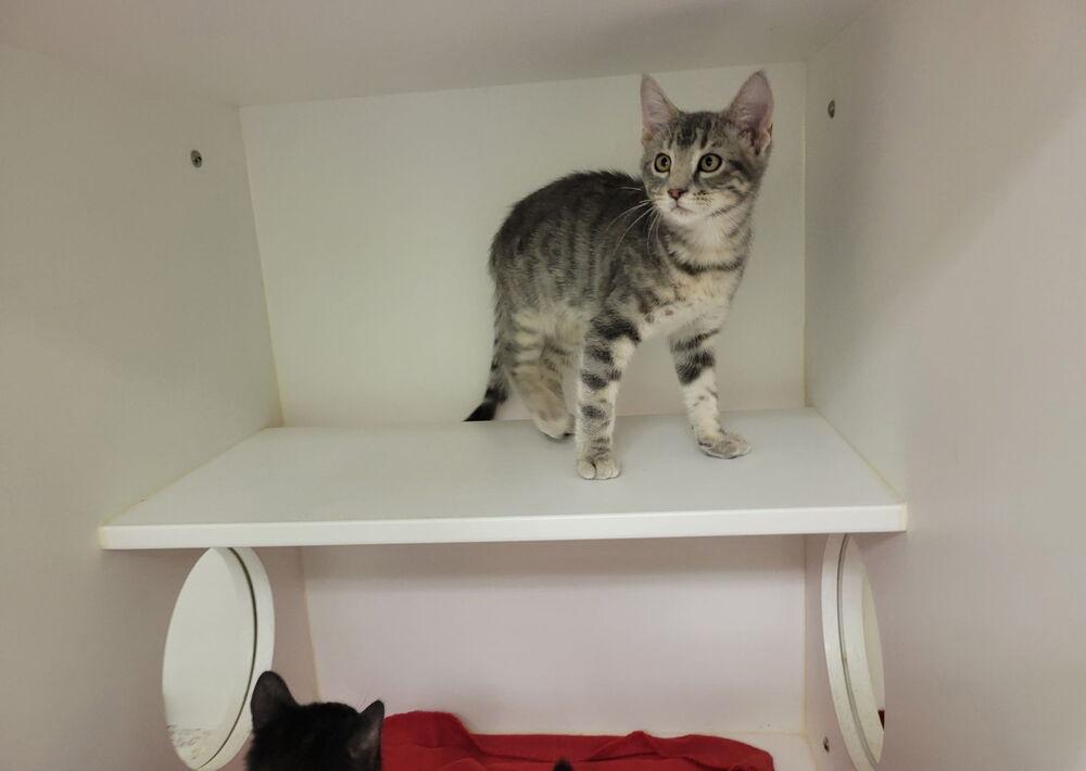 Speckles, Adoptable, Kitten Male Domestic Short Hair.