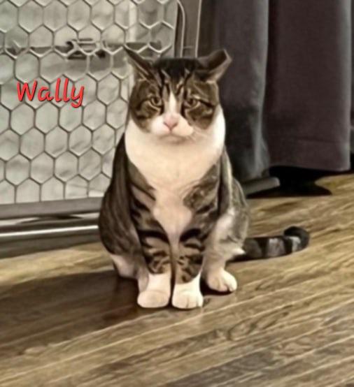 Wally, Adoptable, Adult Male Domestic Short Hair.