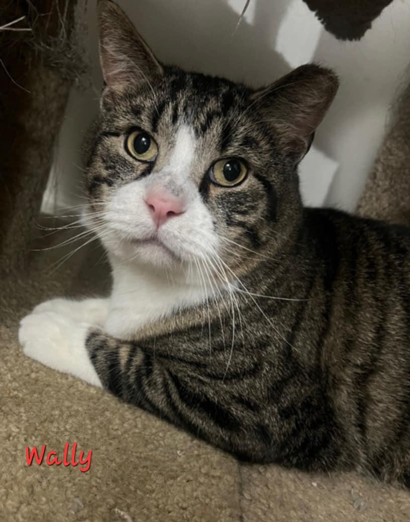 Wally, a Adoptable Domestic Short Hair in Aurora, NE image 2/2