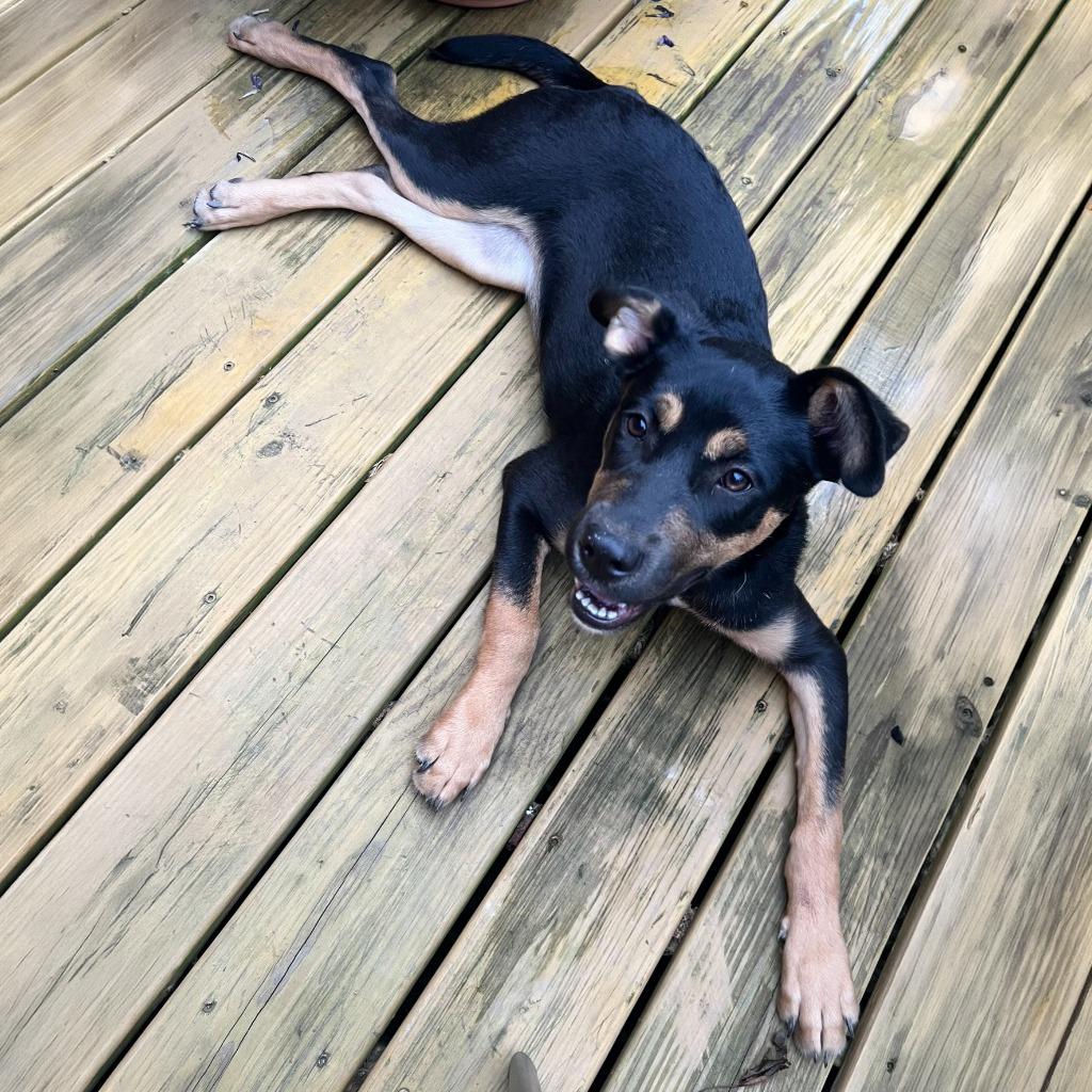 Cookie fka Kakki, Adopted, Puppy Female Rottweiler & Australian Shepherd.