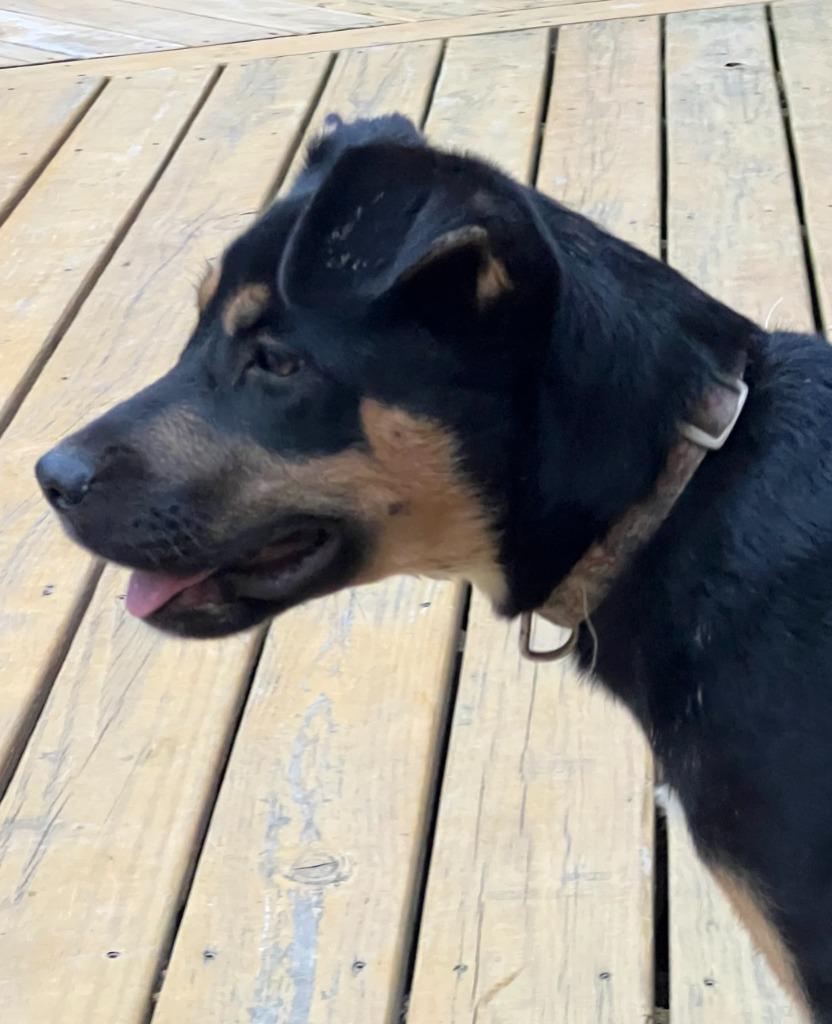 Cookie fka Kakki, a Adopted mixed breed in Little Rock, AR image 2/2