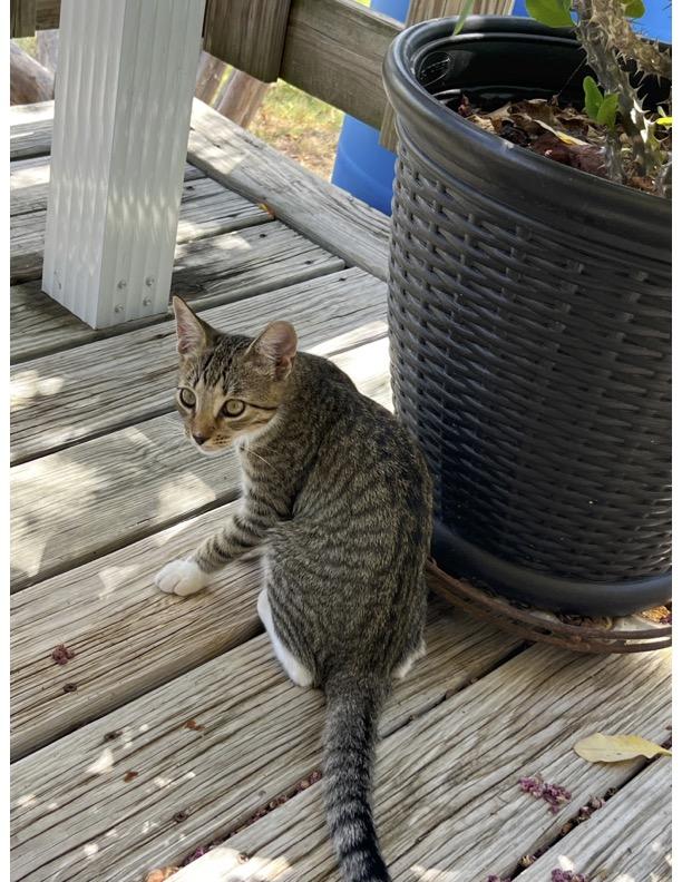Enlarge Boots, a Adoptable Domestic Short Hair in Burleson, TX image 2/2
