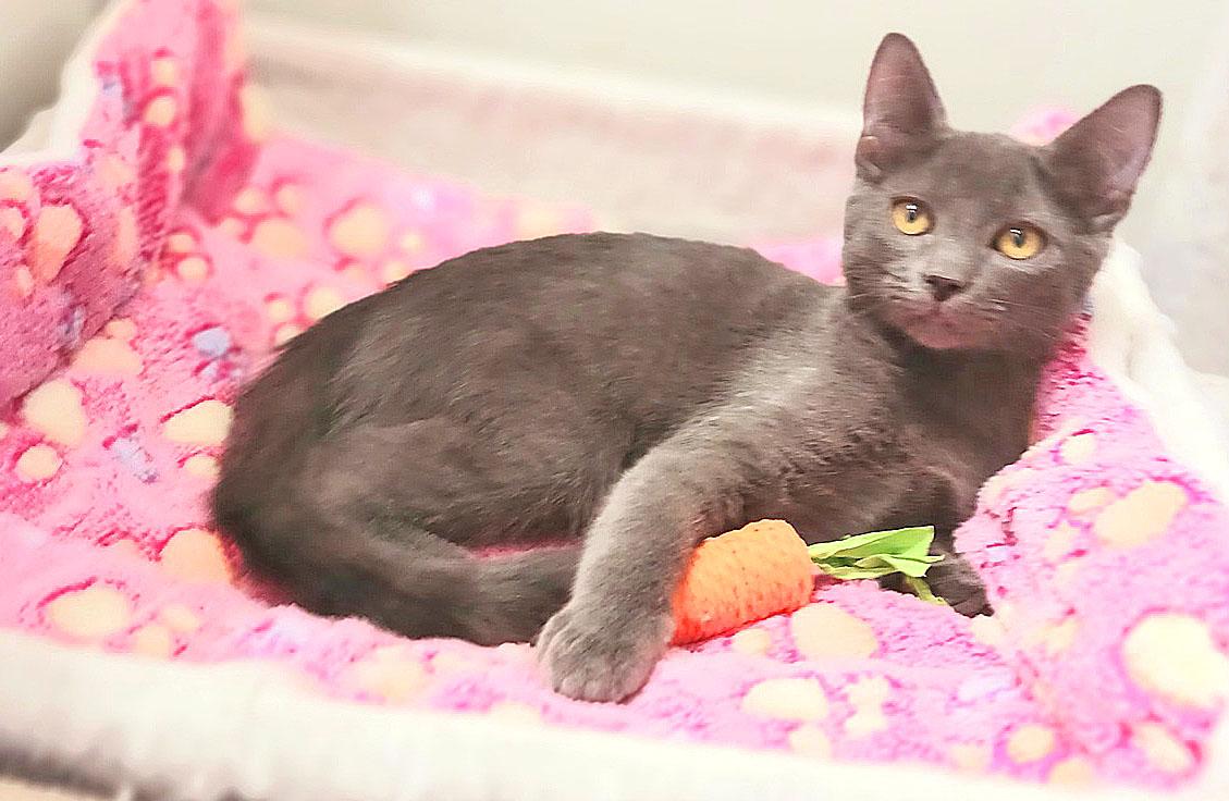 Maddie Jane, ADOPTABLE, Kitten Female Russian Blue.