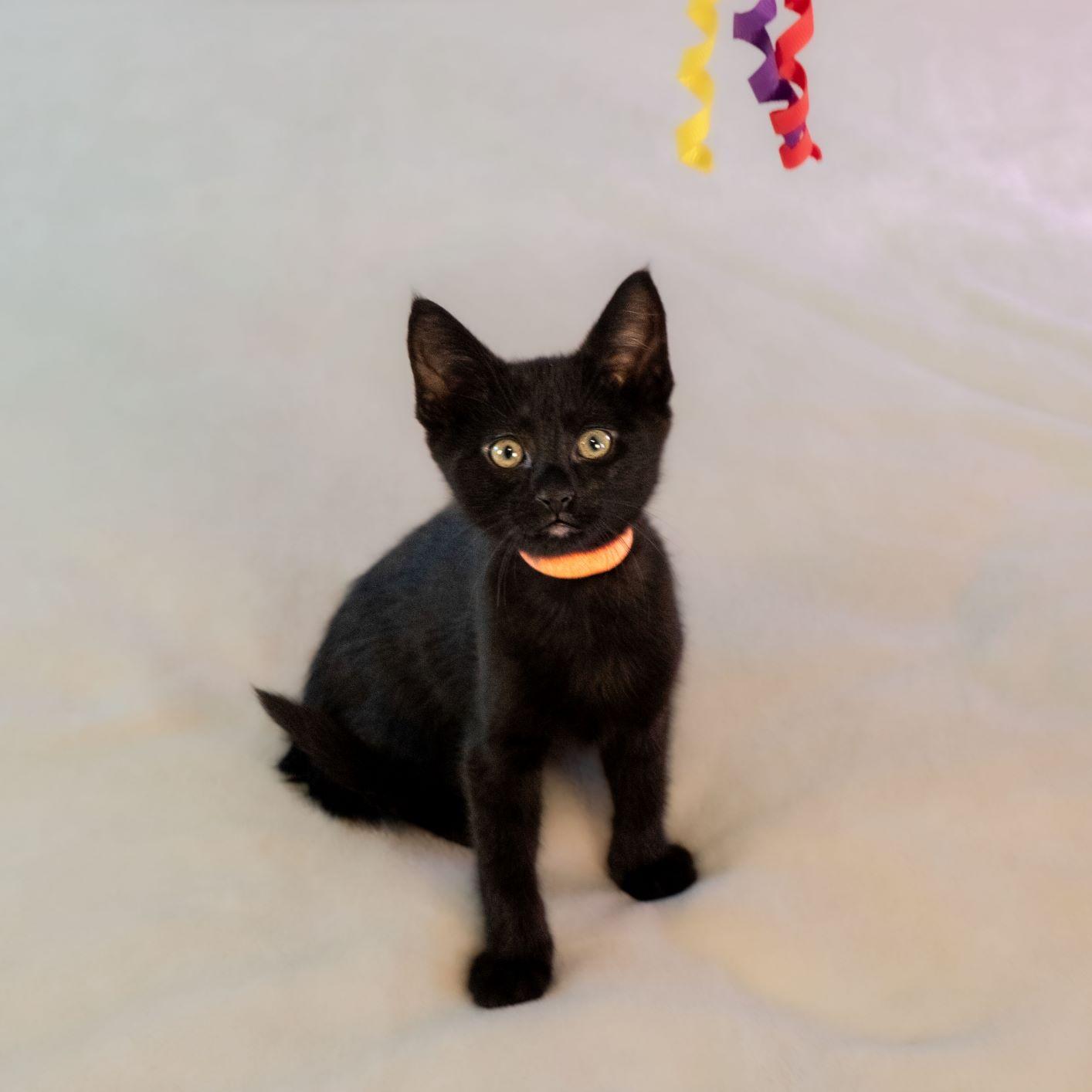 Enlarge Chassé, a Adoptable mixed breed in Tulsa, OK image 2/5