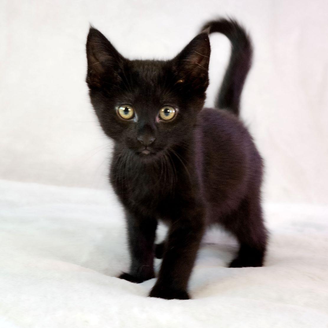 Enlarge Chassé, a Adoptable mixed breed in Tulsa, OK image 1/5