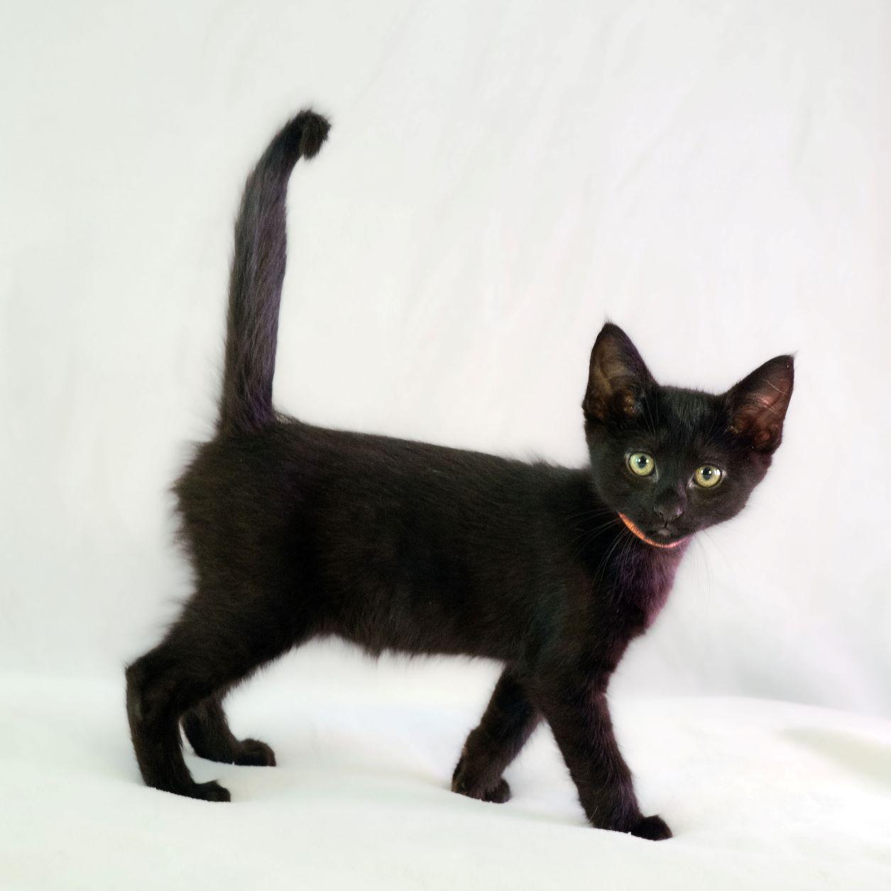 Enlarge Chassé, a Adoptable mixed breed in Tulsa, OK image 3/5