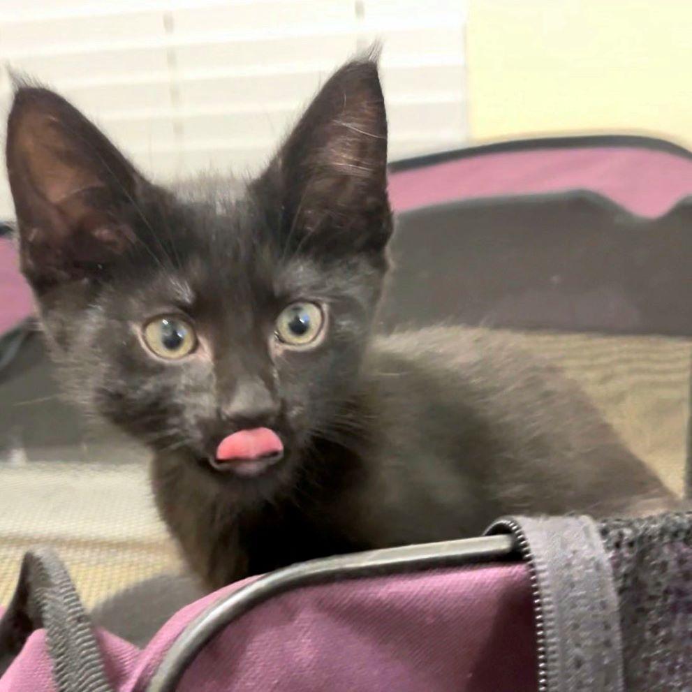 Enlarge Chassé, a Adoptable mixed breed in Tulsa, OK image 5/5