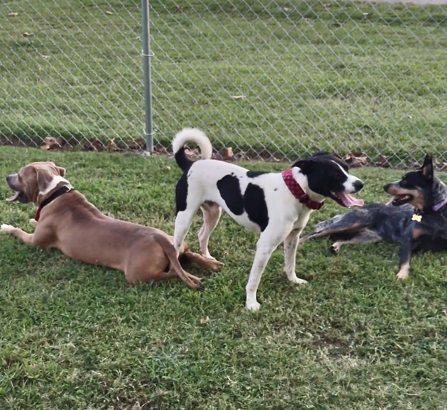 Enlarge Britches, a Adoptable mixed breed in Clay City, KY image 3/4