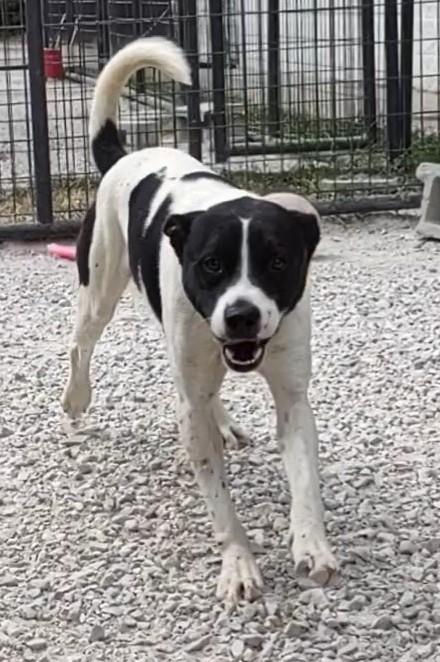 Britches, Adoptable, Young Male Terrier.