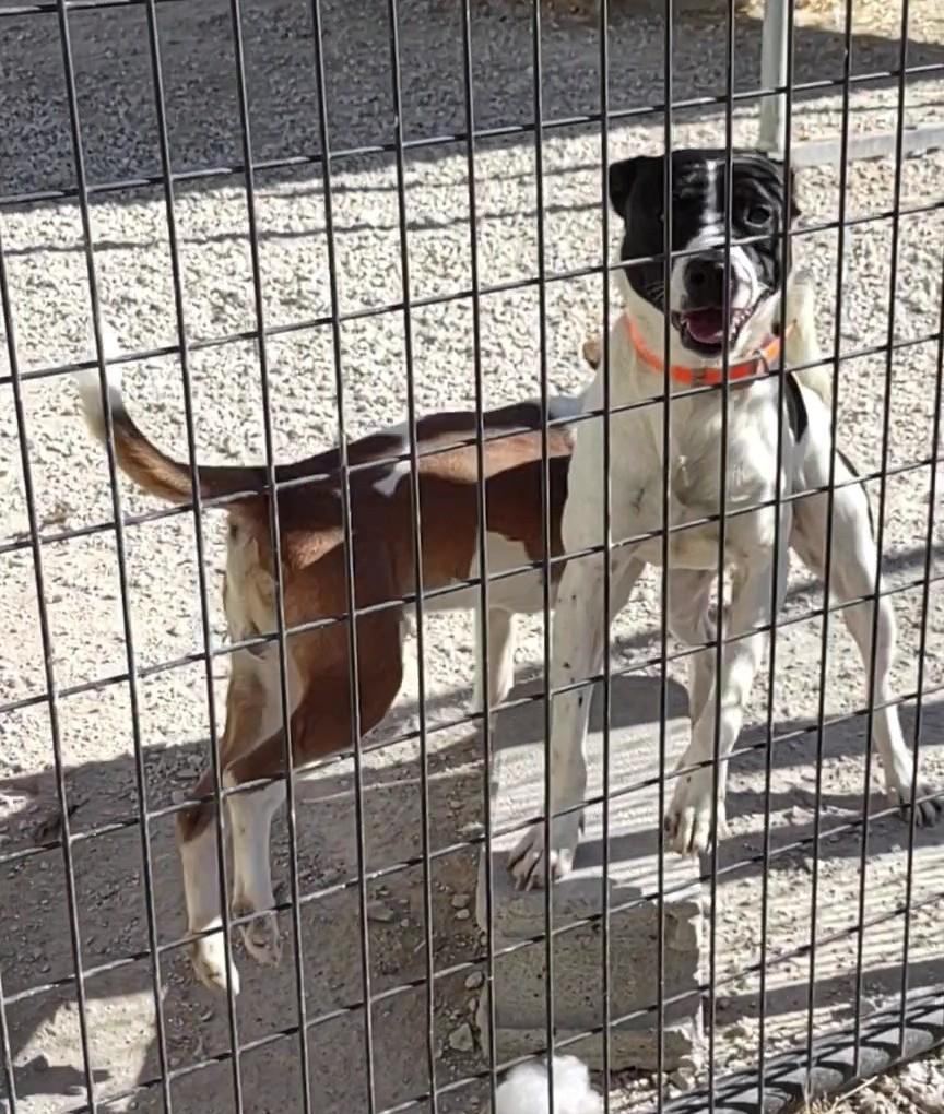 Enlarge Britches, a Adoptable mixed breed in Clay City, KY image 2/4