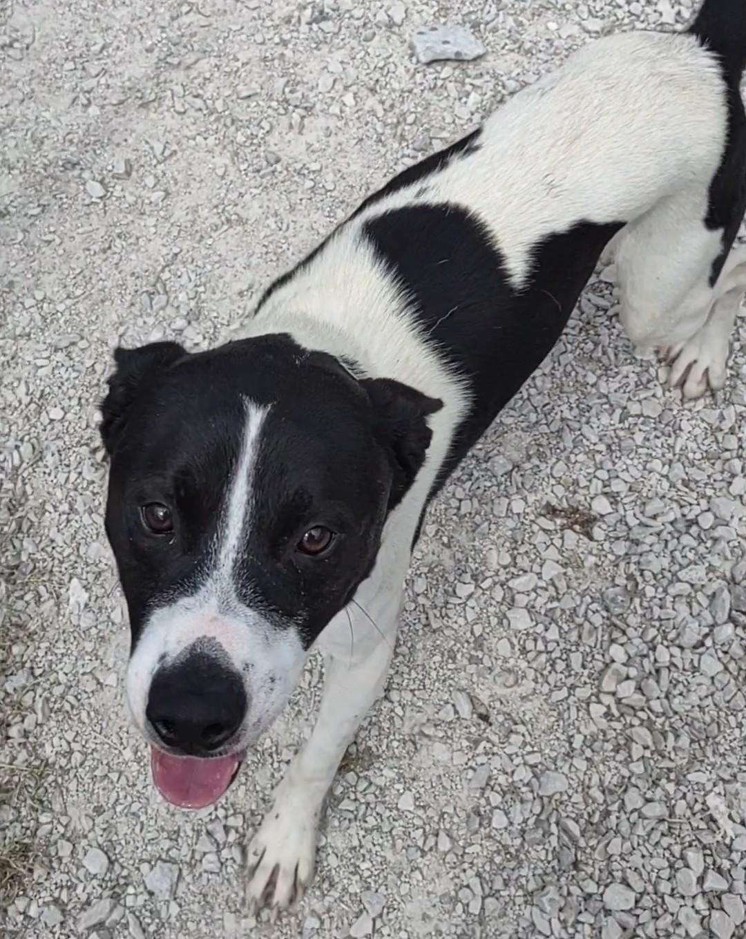 Enlarge Britches, a Adoptable mixed breed in Clay City, KY image 4/4