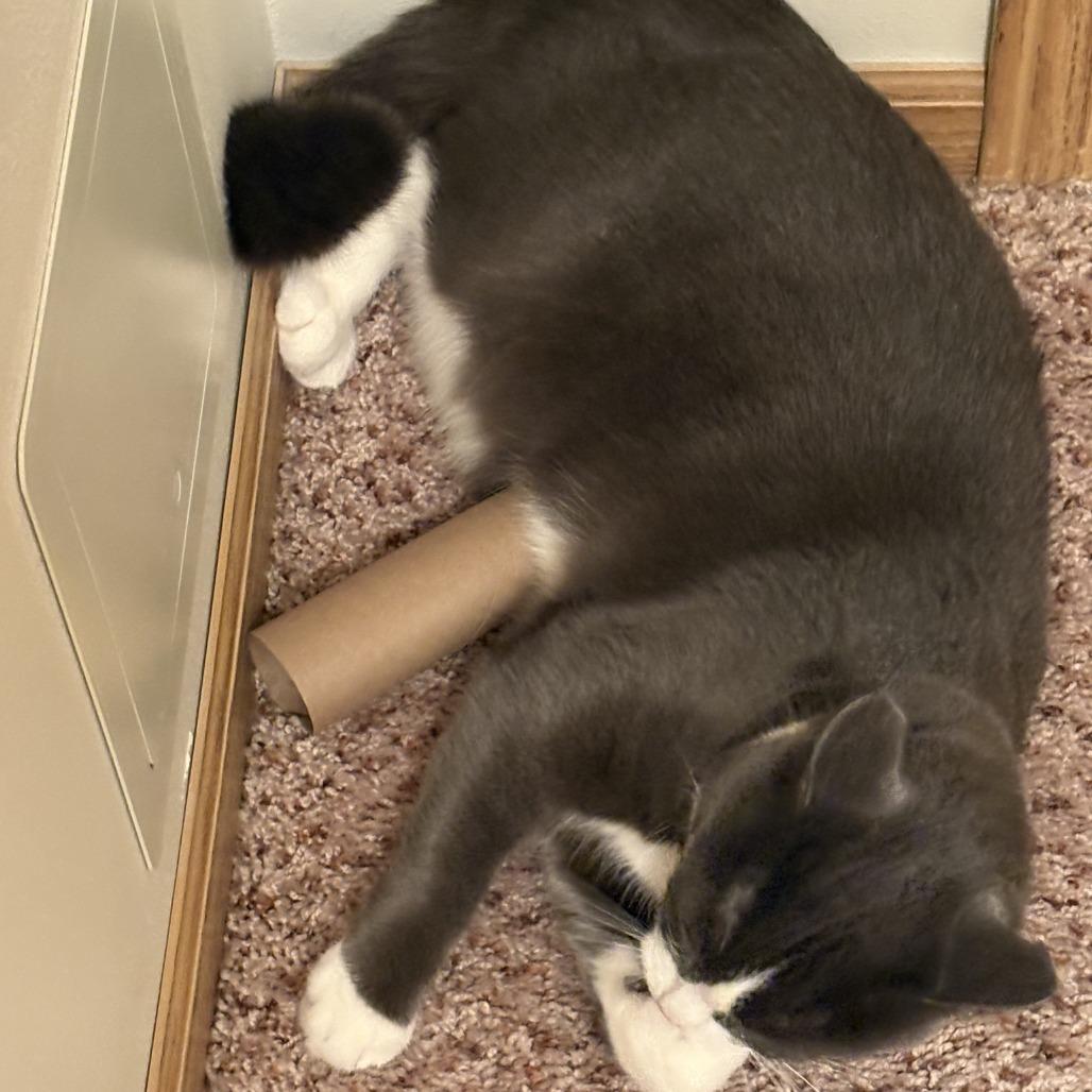 Ramona--In Foster, Adoptable, Adult Female Domestic Short Hair.