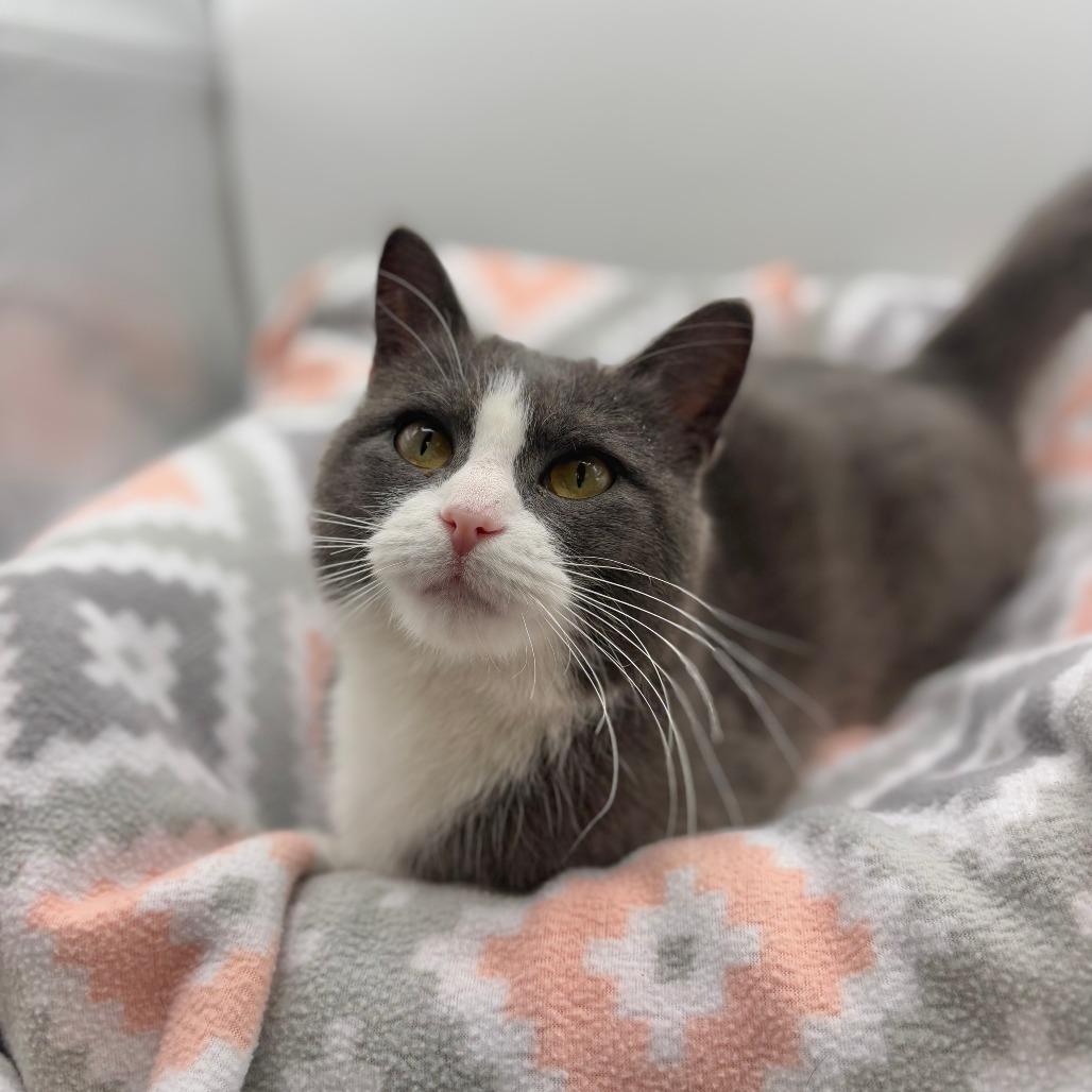 Enlarge Ramona--In Foster, a Adoptable Domestic Short Hair in Fargo, ND image 2/6