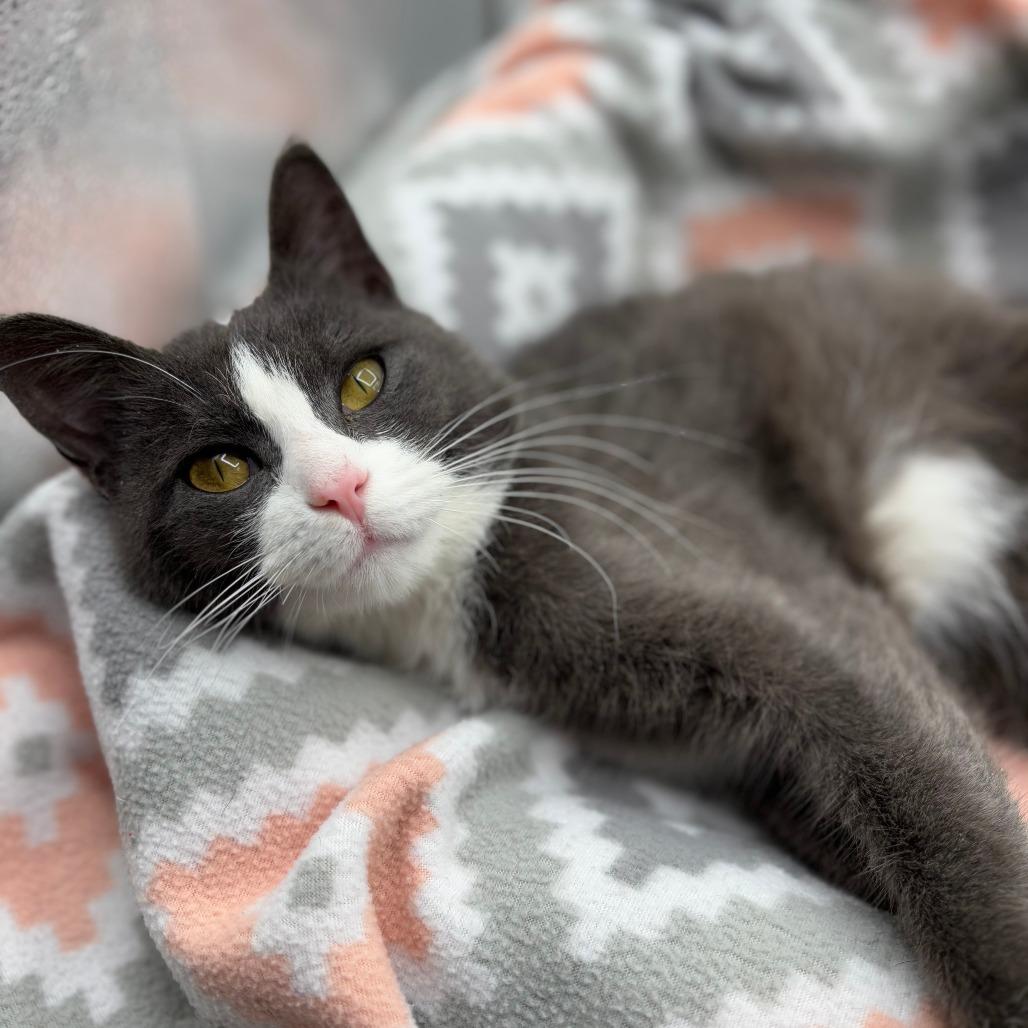 Enlarge Ramona--In Foster, a Adoptable Domestic Short Hair in Fargo, ND image 3/6