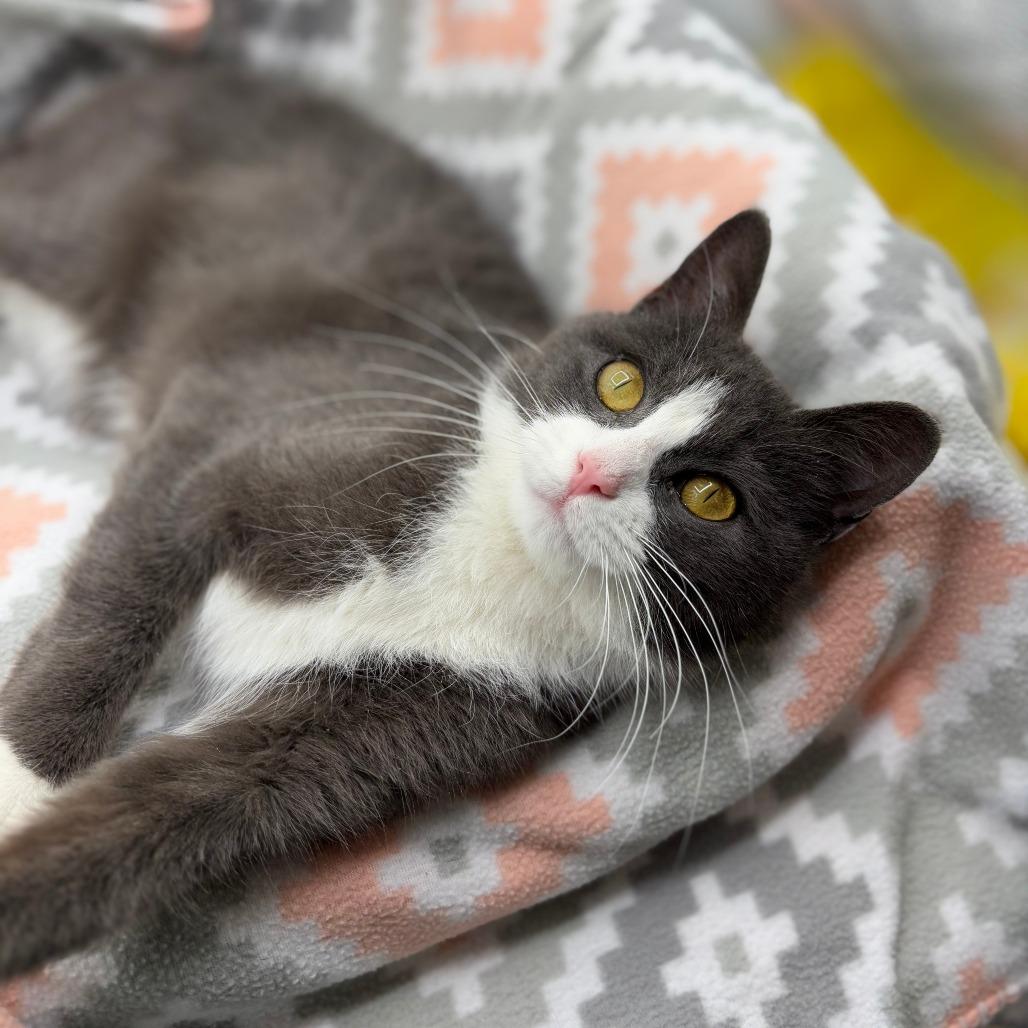 Enlarge Ramona--In Foster, a Adoptable Domestic Short Hair in Fargo, ND image 4/6