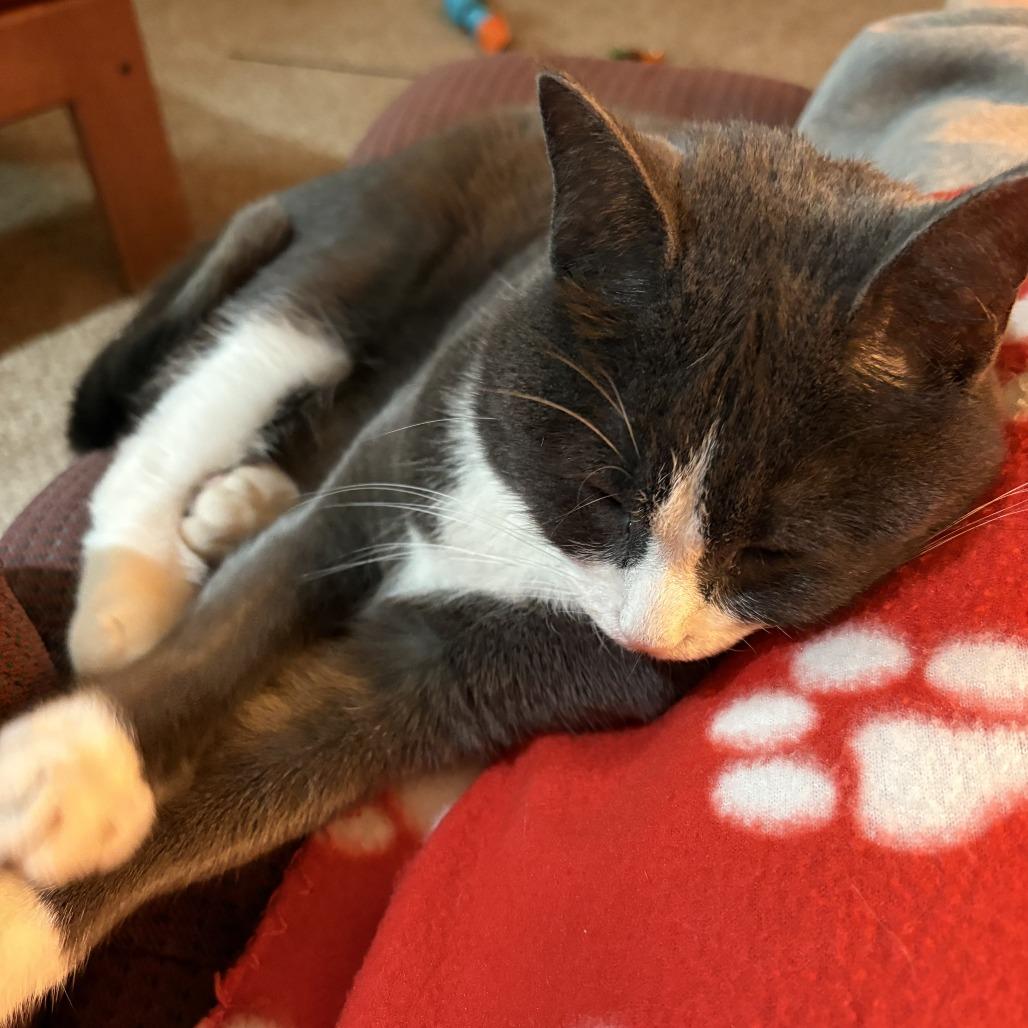 Enlarge Ramona--In Foster, a Adoptable Domestic Short Hair in Fargo, ND image 5/6