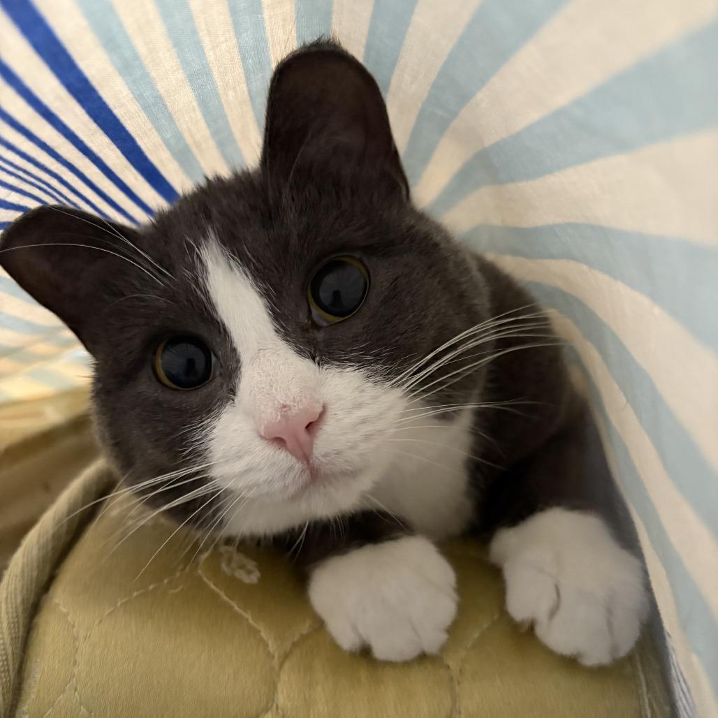 Enlarge Ramona--In Foster, a Adoptable Domestic Short Hair in Fargo, ND image 6/6