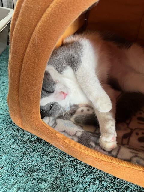 Hazel, ADOPTABLE, Young Female Domestic Short Hair.