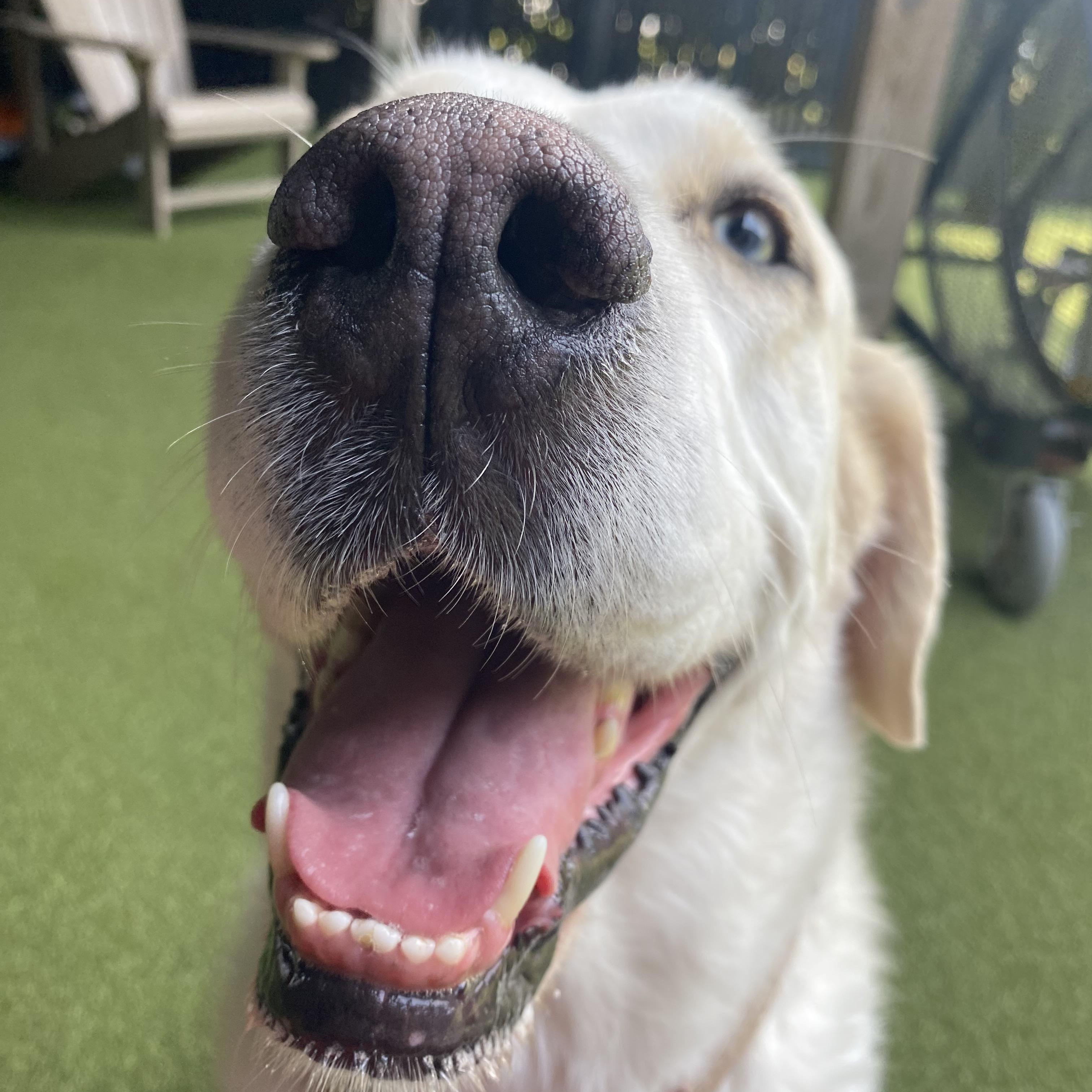 Flossie, Adoptable, Adult Female Great Pyrenees & Labrador Retriever.