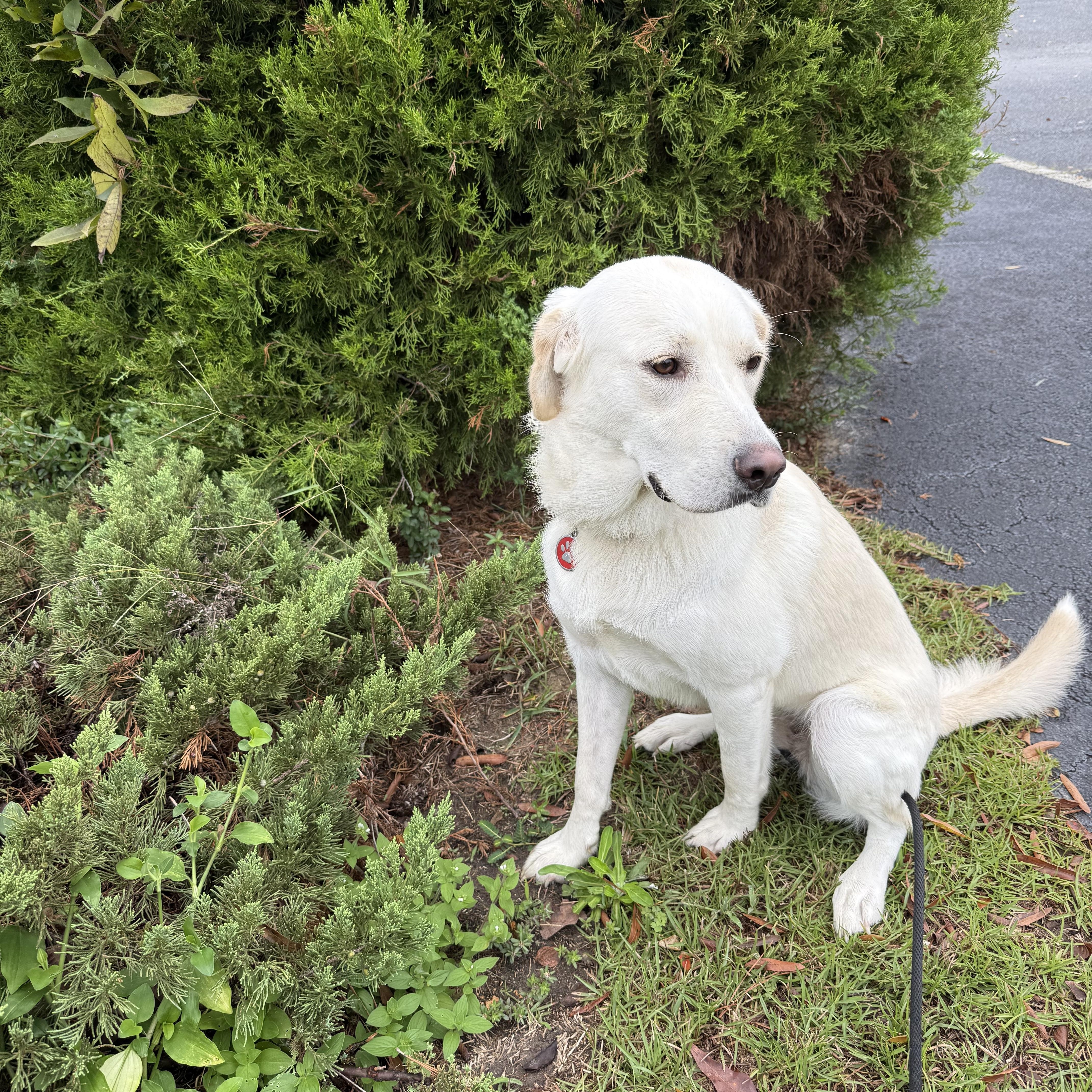 Flossie, a Adoptable mixed breed in Ridgeland, SC image 4/4