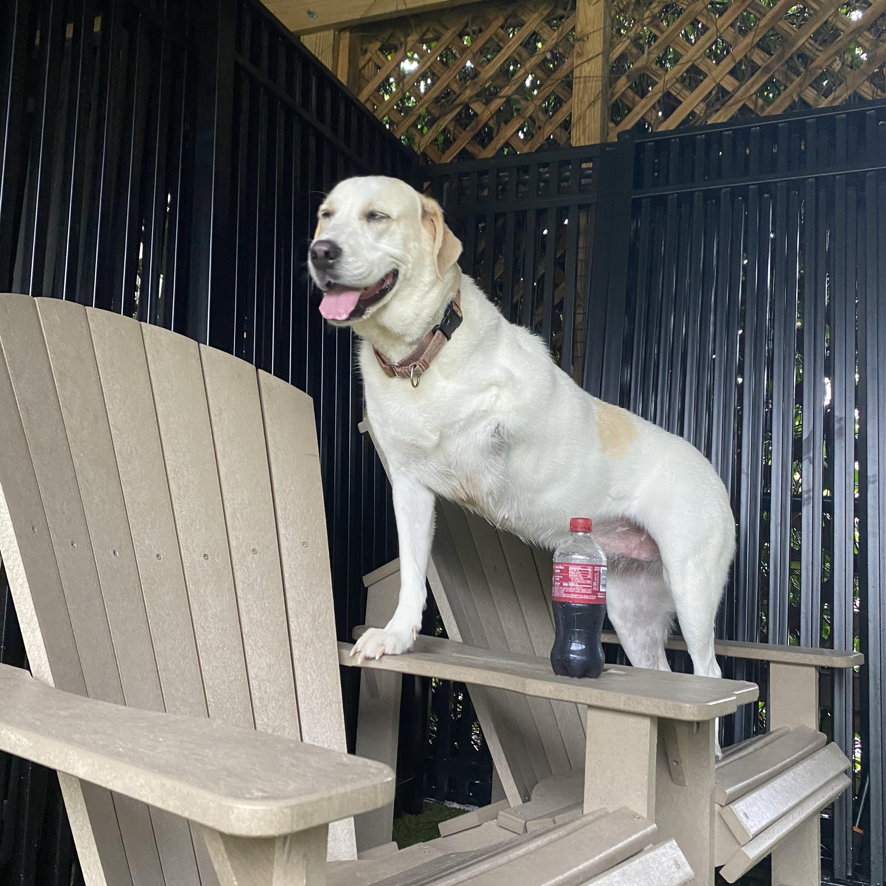 Flossie, a Adoptable mixed breed in Ridgeland, SC image 2/4