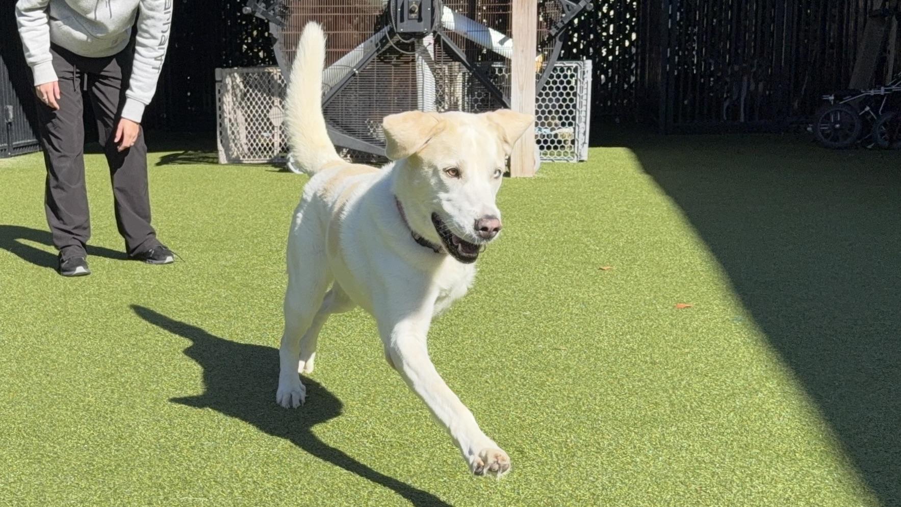 FLOSSIE, a Adoptable mixed breed in Ridgeland, SC image 3/6