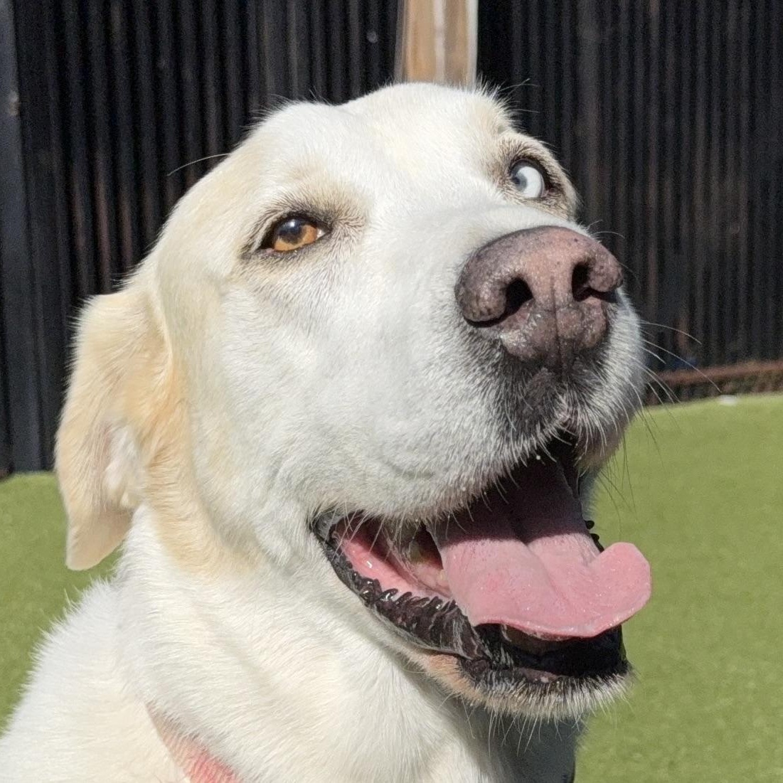 FLOSSIE, Adoptable, Adult Female Great Pyrenees & Labrador Retriever.