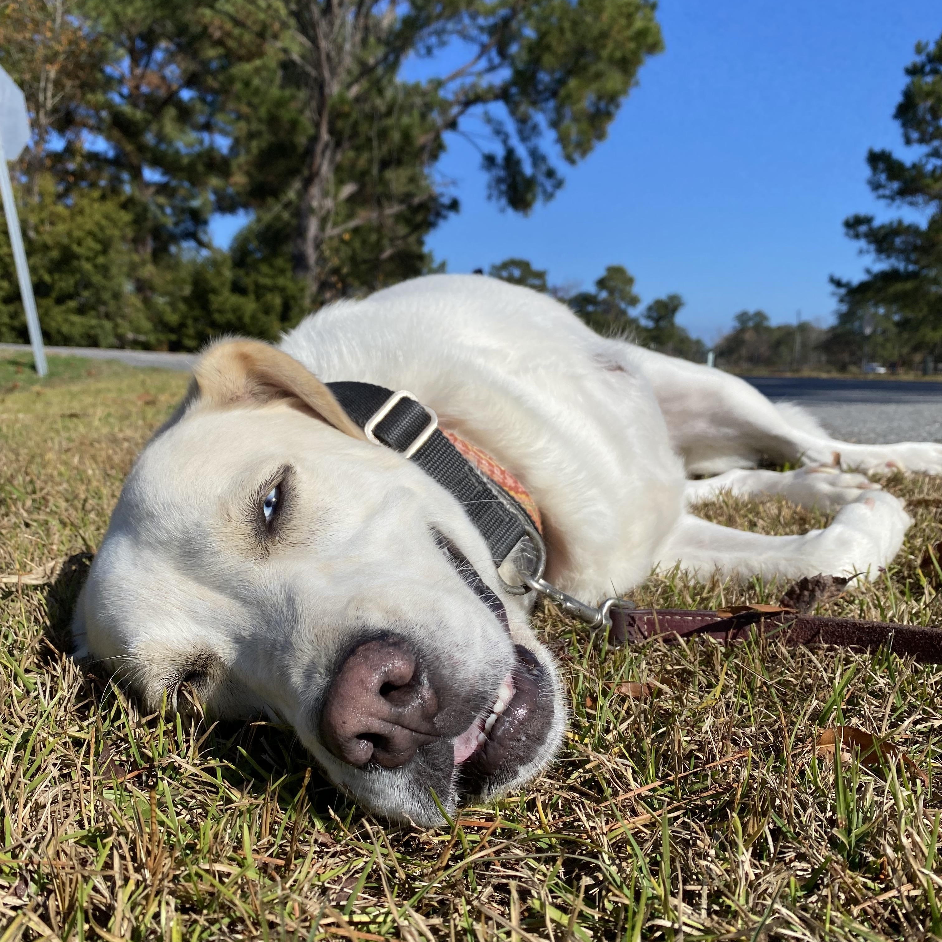 Flossie, a Adoptable mixed breed in Ridgeland, SC image 3/4