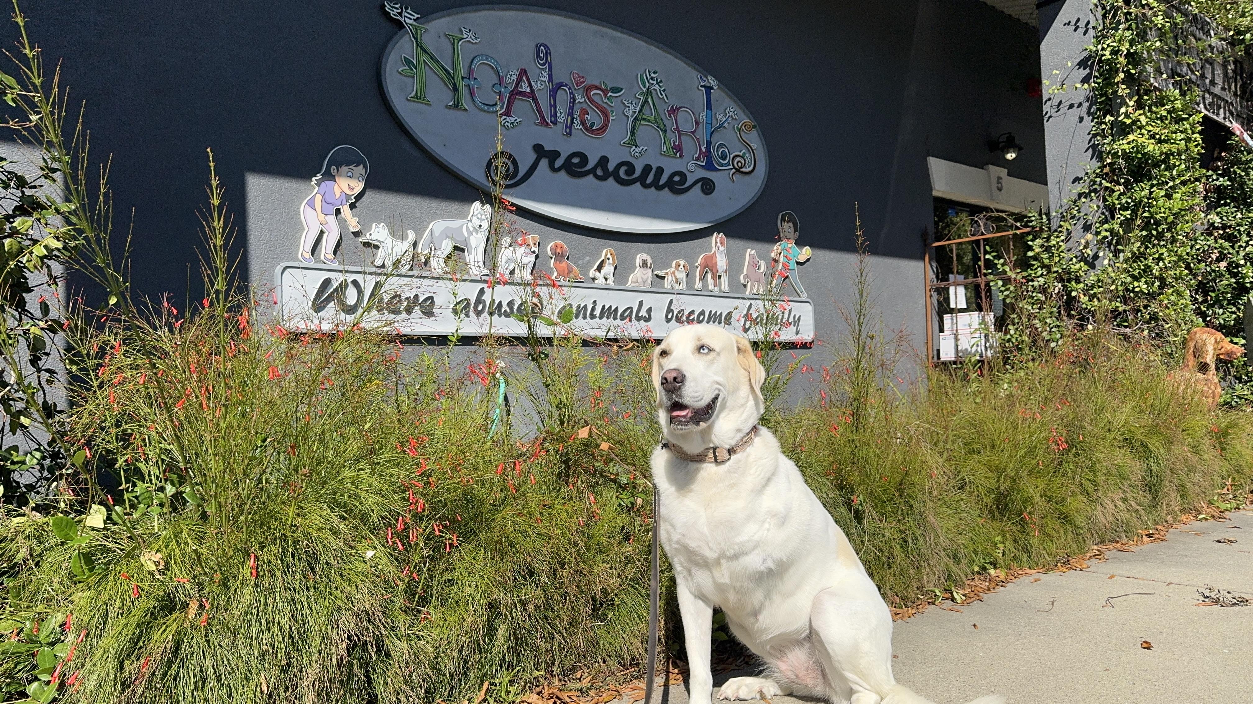 Enlarge FLOSSIE, a Adoptable mixed breed in Ridgeland, SC image 2/5