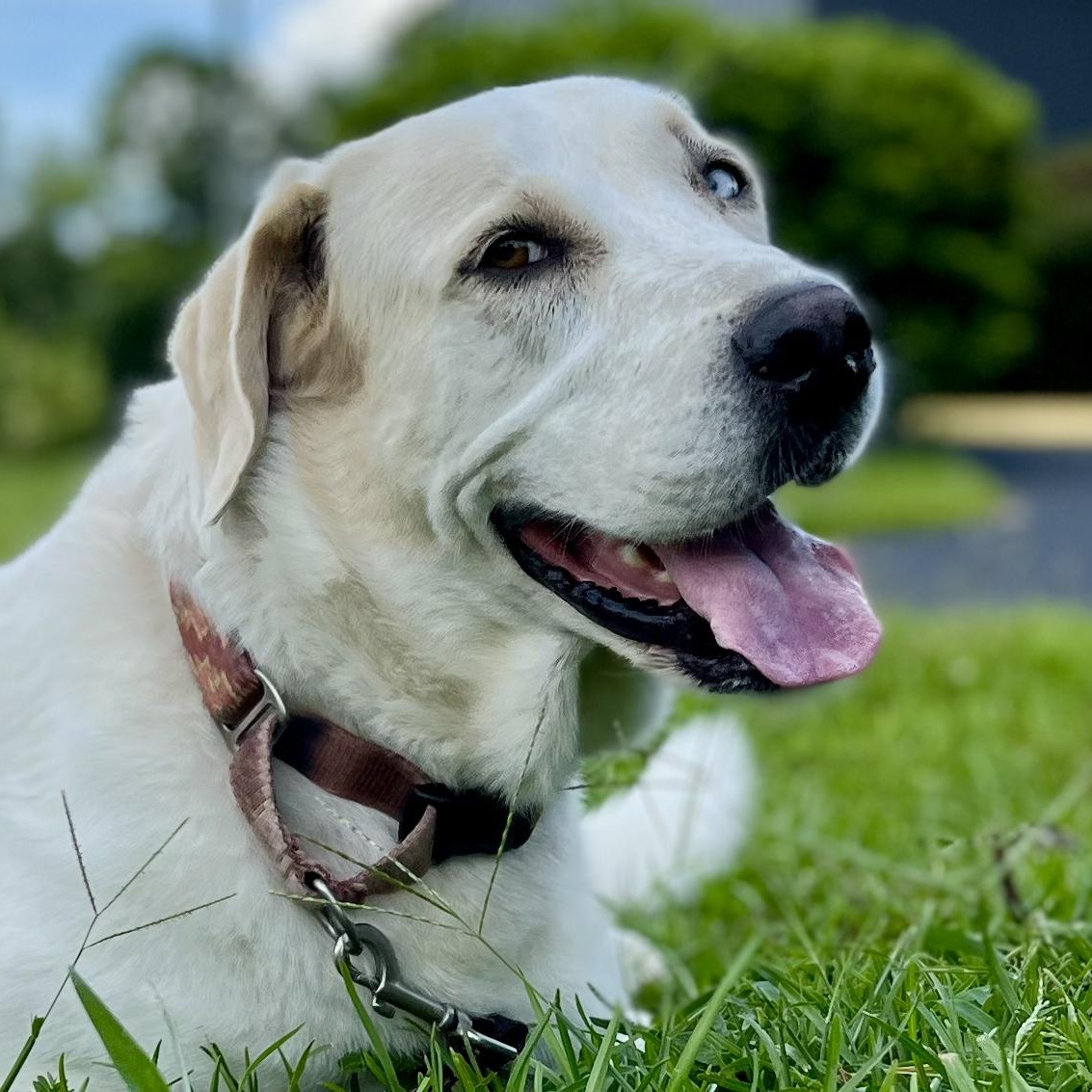 FLOSSIE, Adoptable, Adult Female Great Pyrenees & Labrador Retriever.