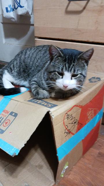 Enlarge Cagney, a Adoptable Domestic Short Hair in Boone, CO image 1/3