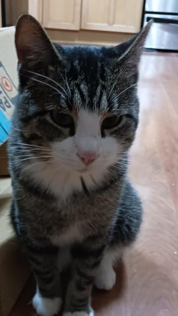 Enlarge Cagney, a Adoptable Domestic Short Hair in Boone, CO image 2/3