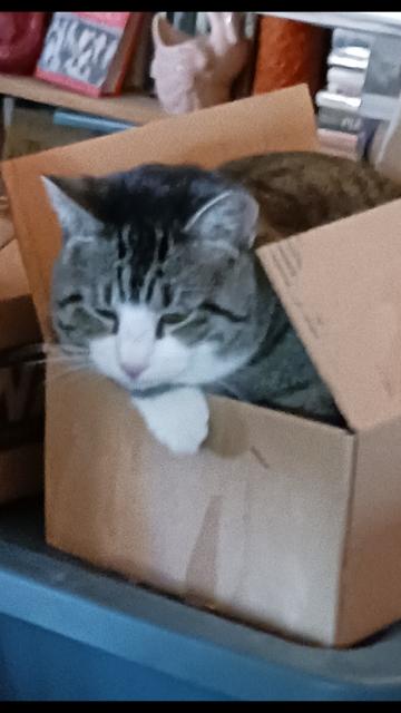 Enlarge Cagney, a Adoptable Domestic Short Hair in Boone, CO image 3/3