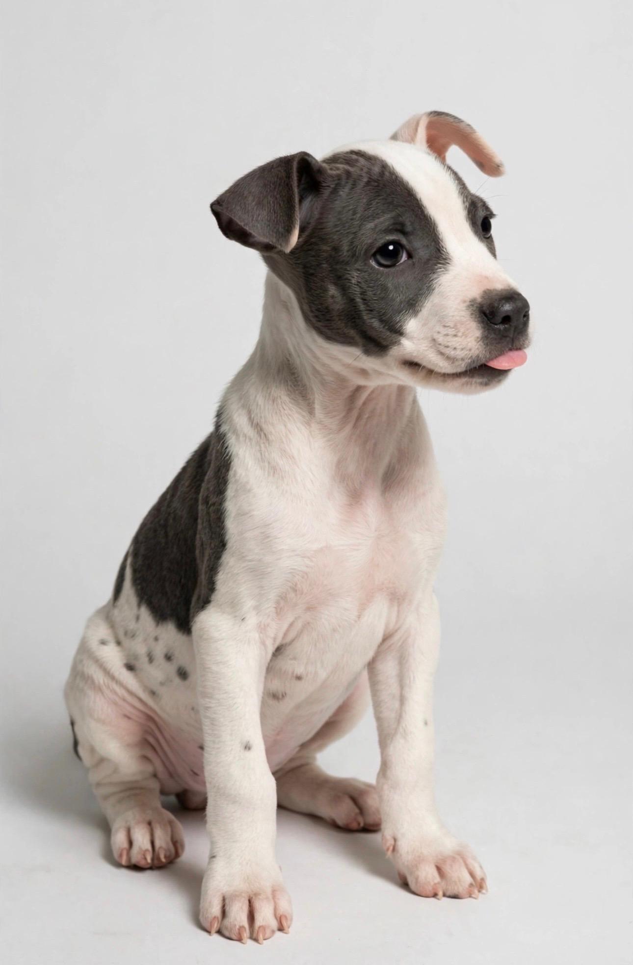 Enlarge MABLE, a Adoptable mixed breed in Horseheads, NY image 2/5