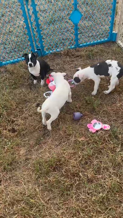 Enlarge MABLE, a Adoptable mixed breed in Horseheads, NY video 5/5