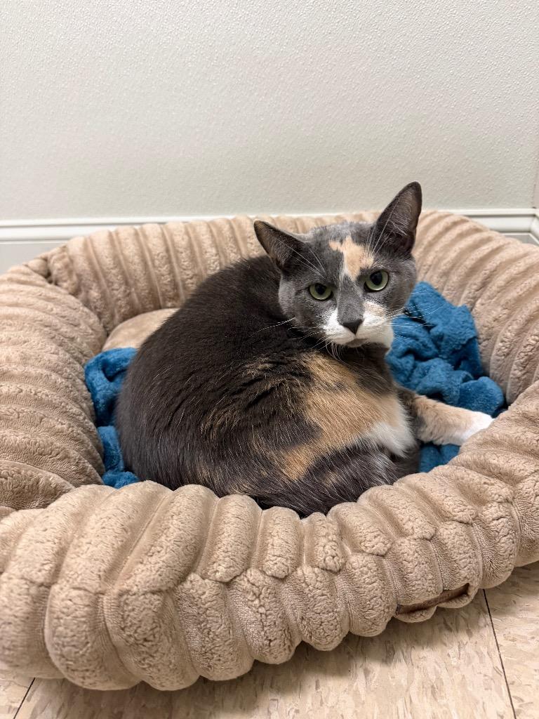 Taffy, ADOPTABLE, Adult Female Domestic Short Hair.