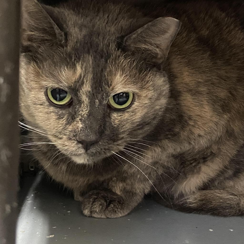 Evelyn, Adoptable, Senior Female Domestic Short Hair.