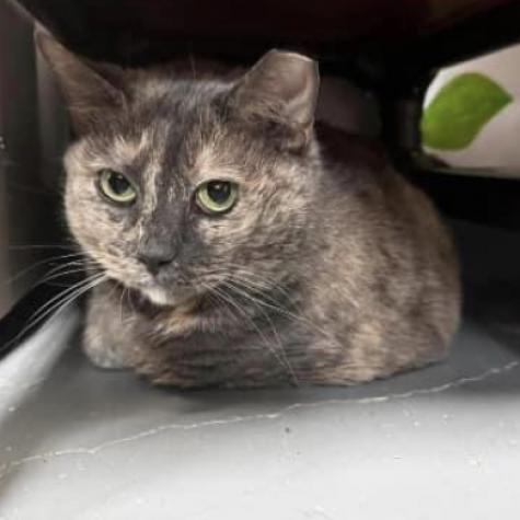 Evelyn, a Adoptable Domestic Short Hair in Mount Vernon, IN image 2/4