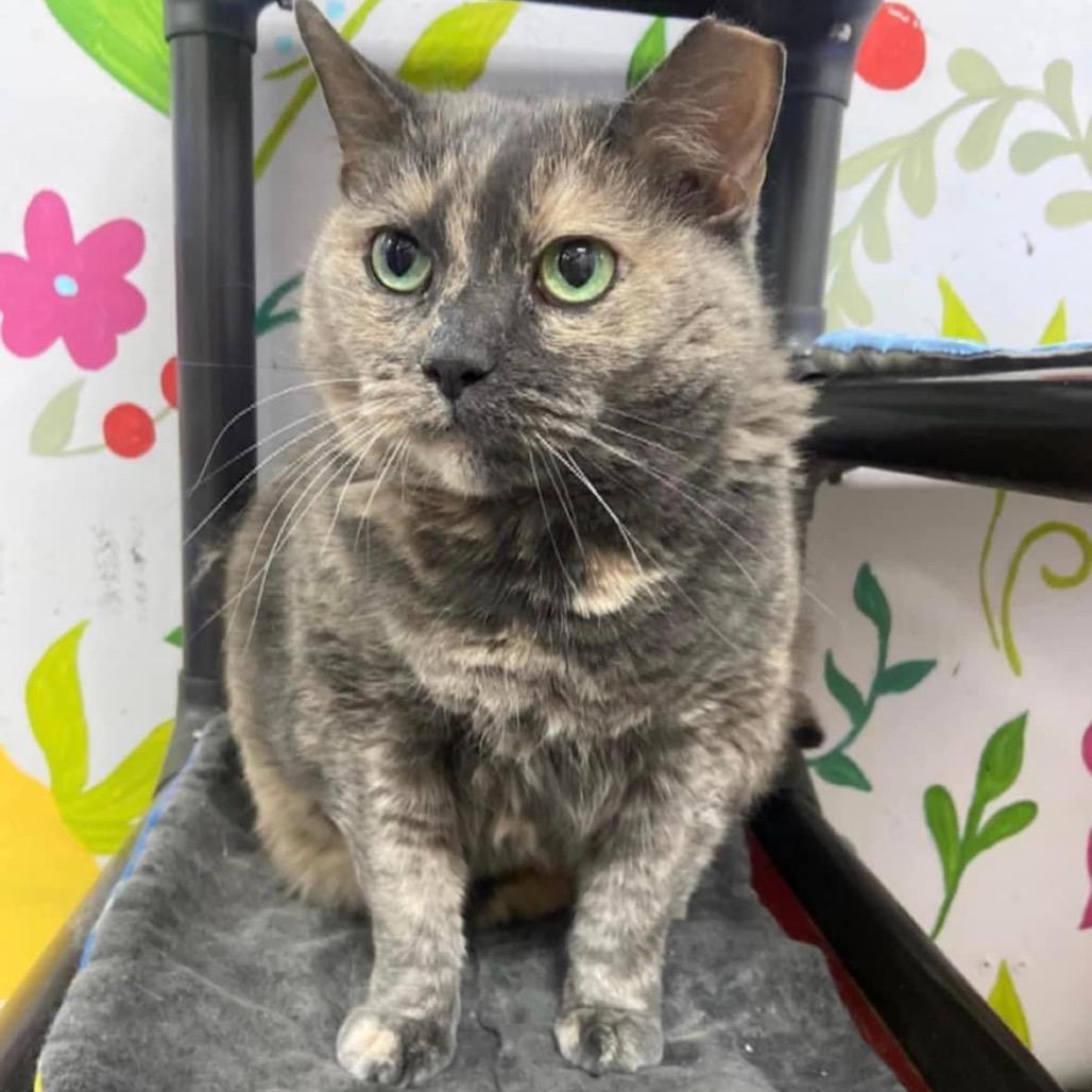 Evelyn, a Adoptable Domestic Short Hair in Mount Vernon, IN image 3/4